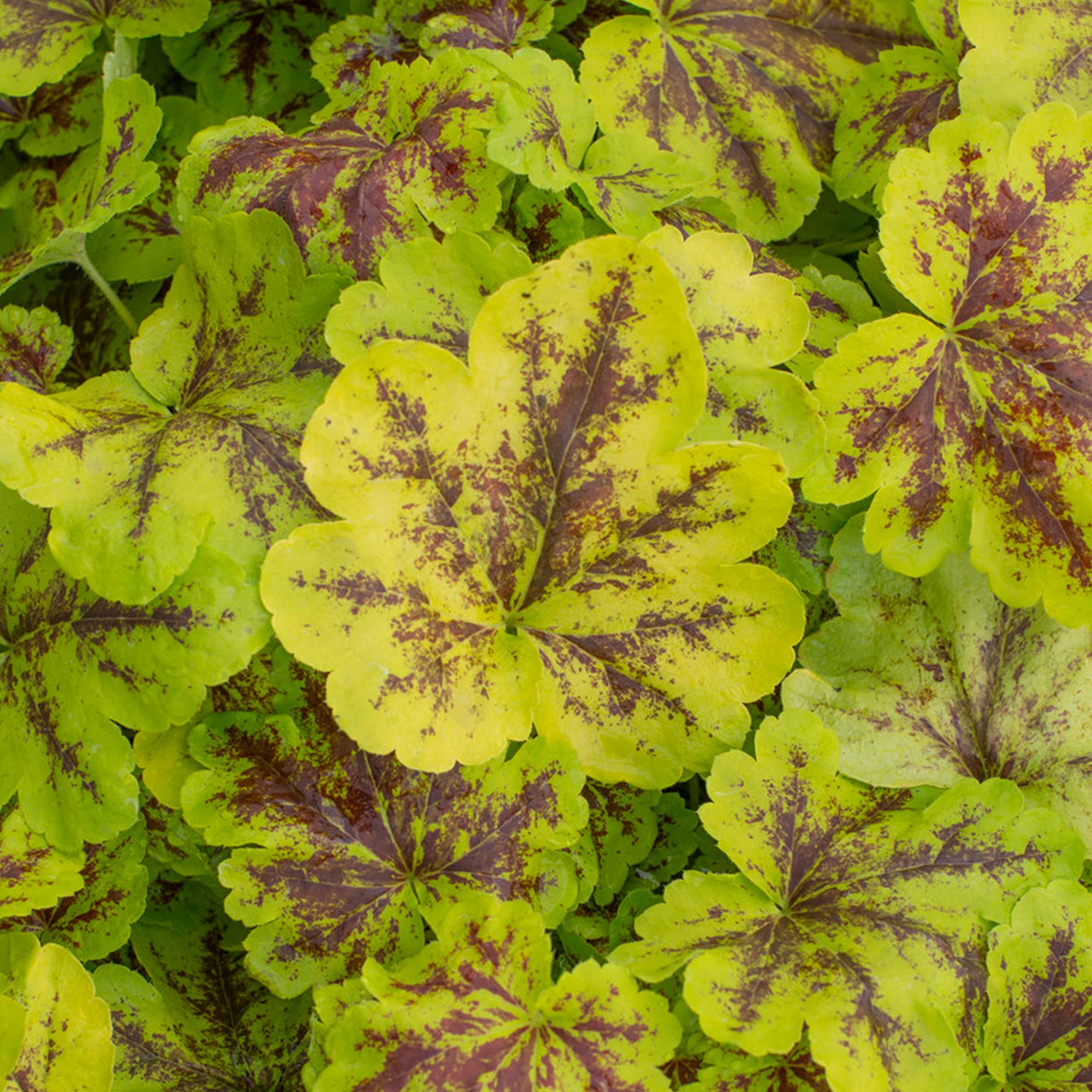 Heucherella Solar Power Evergreen Outdoor Flowering Perennial Garden Plants in Plant Pot (9cm Pot, 15-30cm)
