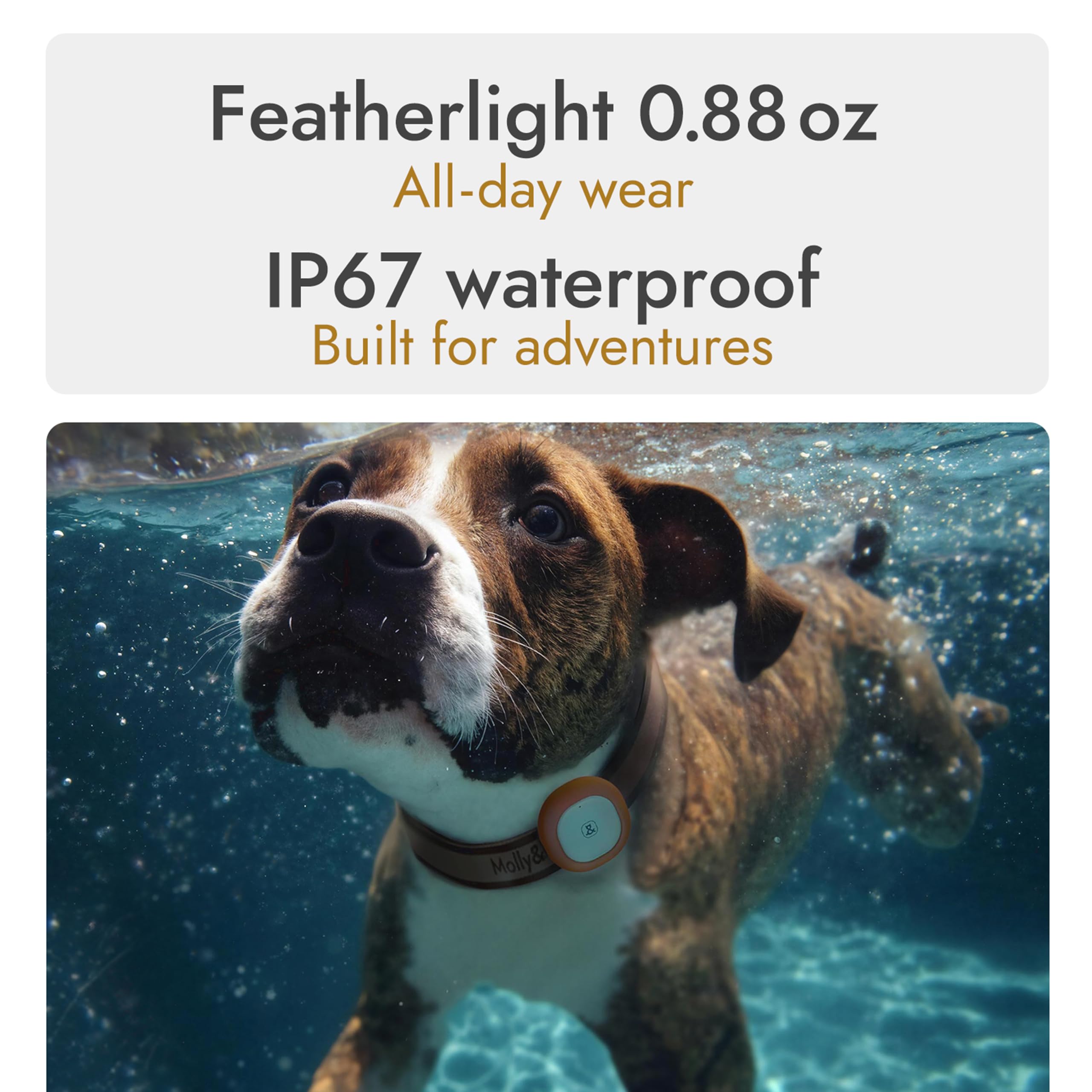 Molly&Cody Perro GPS Tracker – Collar de perro GPS de modo dual con seguimiento en vivo, valla virtual, batería de 30 días, información de salud, impermeable y a prueba de golpes, sincronización de