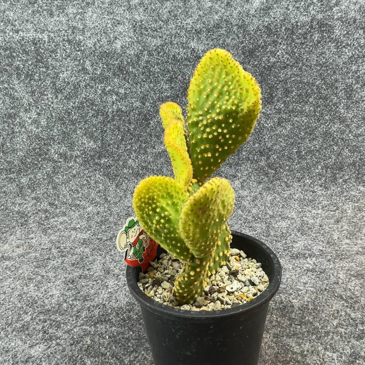 Amazon.co.jp: 鉢ごと発送オプンチア 環城楽 Opuntia microdasys f