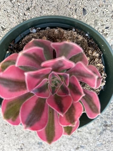 Miniatura 4 de Aeonium Pink Witch - Planta suculenta viva, totalmente enraizada en maceta de 4 pulgadas con tierra, verde y rosa jaspeado, decoración de