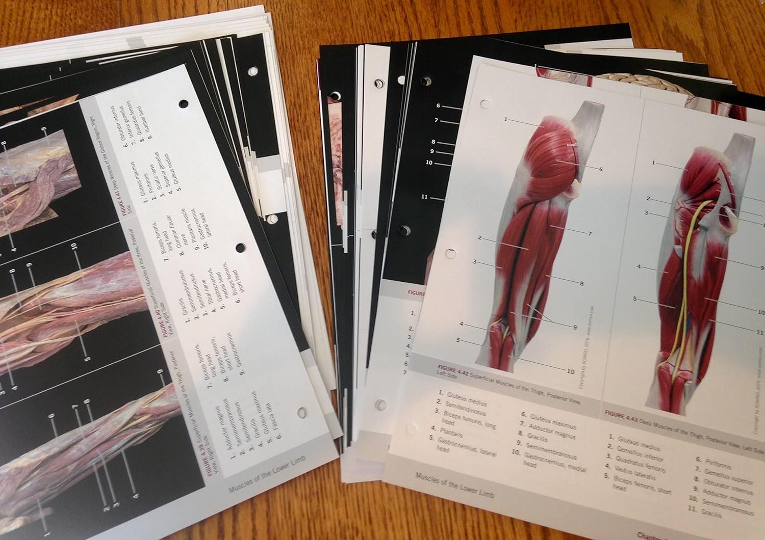 Photographic Atlas for Anatomy & Physiology, A - Image 3