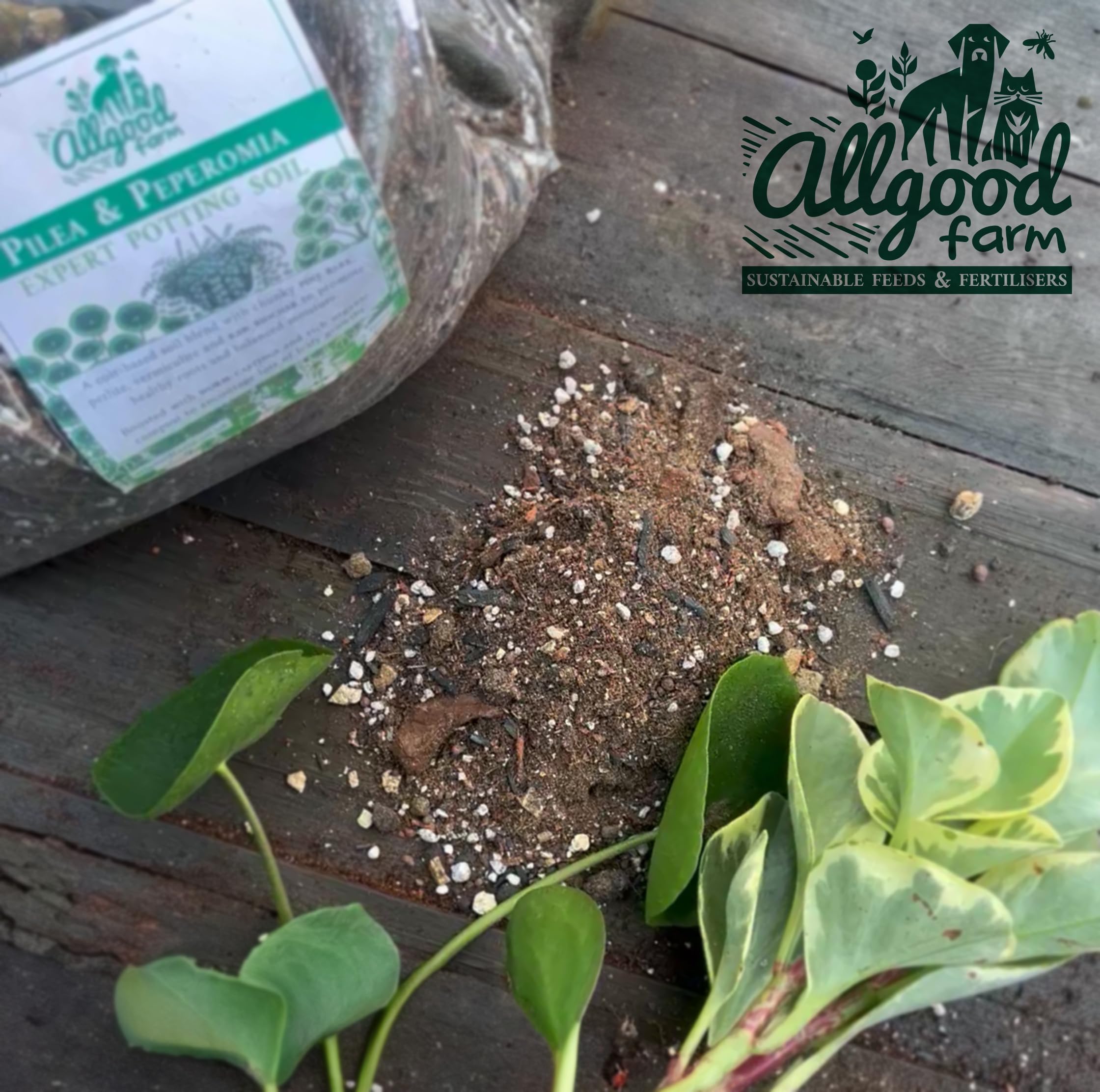 Allgood Farm Pilea & Peperomia Soil - Expert Potting Soil Mix for Chinese Money Plant Baby Rubberplant, String of Turtles (3 Litres) - Image 2