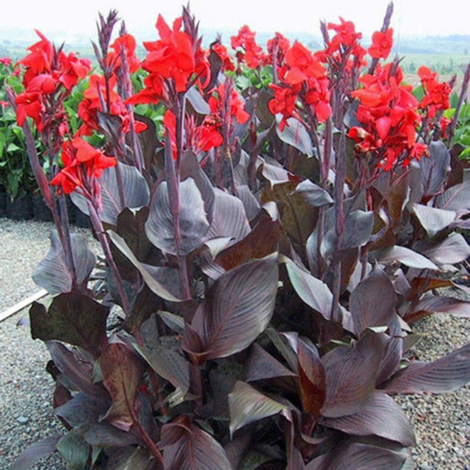 CRTGW5Pcs Canna Indica Seeds Bonsai Ornamental Plant Flower Home Office Garden Decor 5pcs Canna Seeds for Women, Men,Kids, Beginners, Gardeners Gift