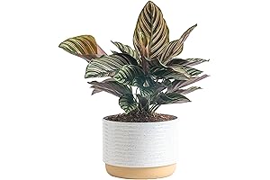 Costa Farms Cat Palm: Thriving Indoor Greenery