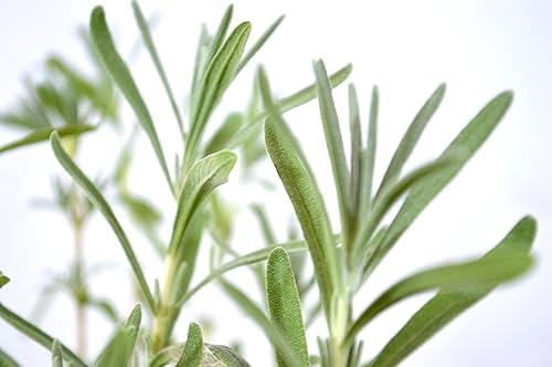 Miniatura 3 de 9GreenboxLavanda2Pack