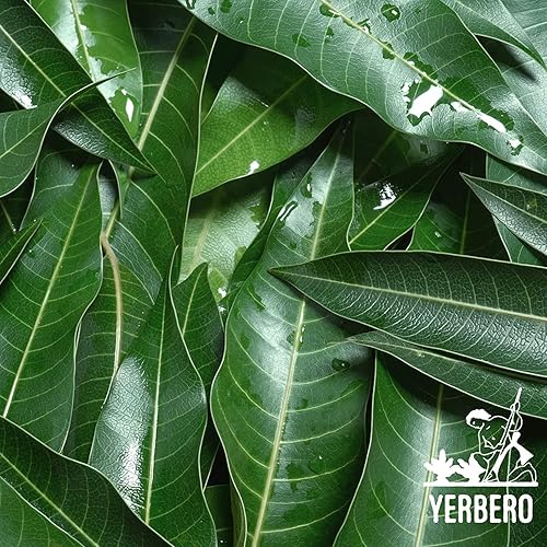 Miniatura 9 de Yerbero - Hoja de mango entera prémium de 4 onzas (4.02 oz) | Más de 160 hojas por bolsa | Te Hojas Mango | Té de hierbas, bolsa resellable |