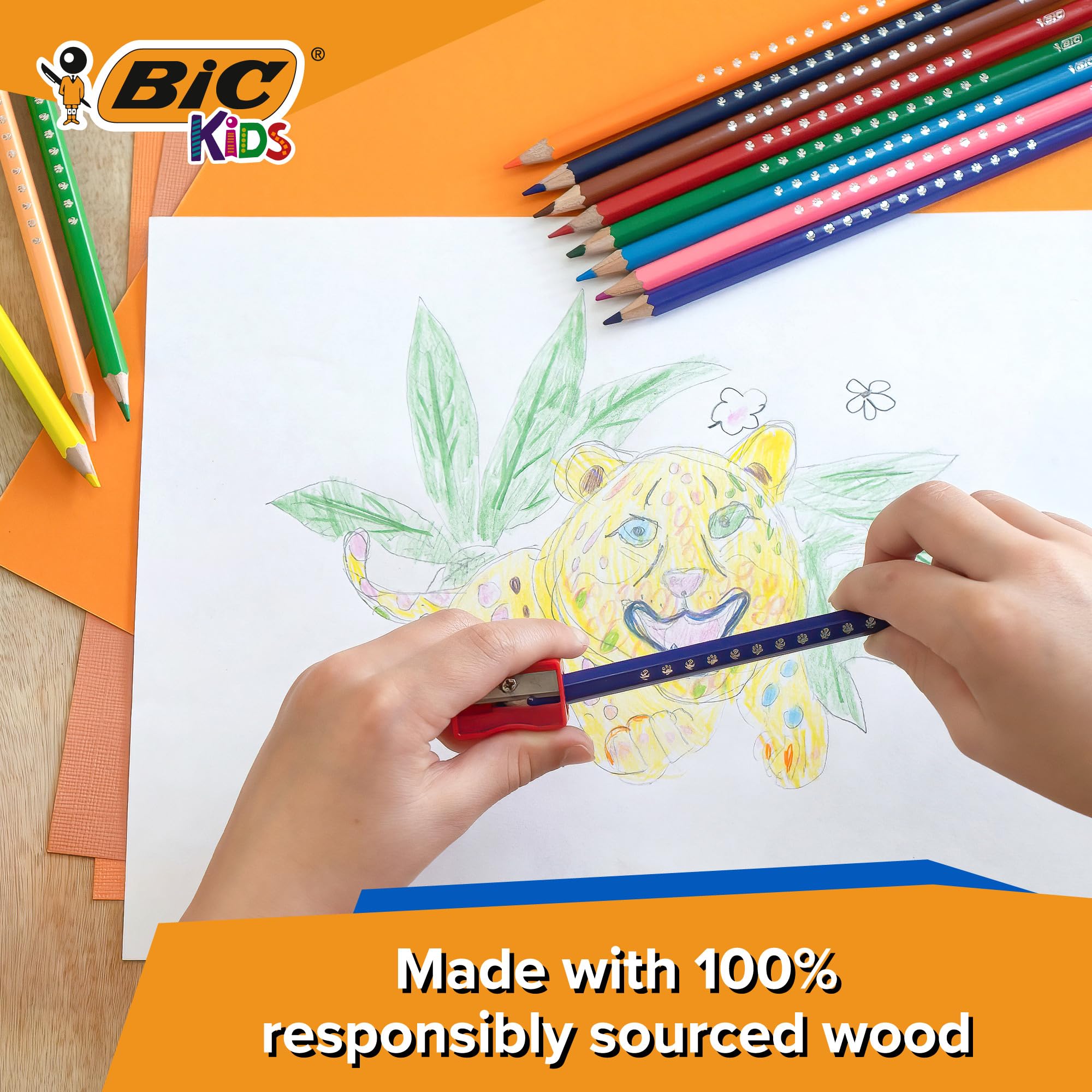 BIC Kids Wood Colouring Pencils Assorted Vivid Colours Pack of 36, multicoloured, 1 count (Pack of 36) - Image 4