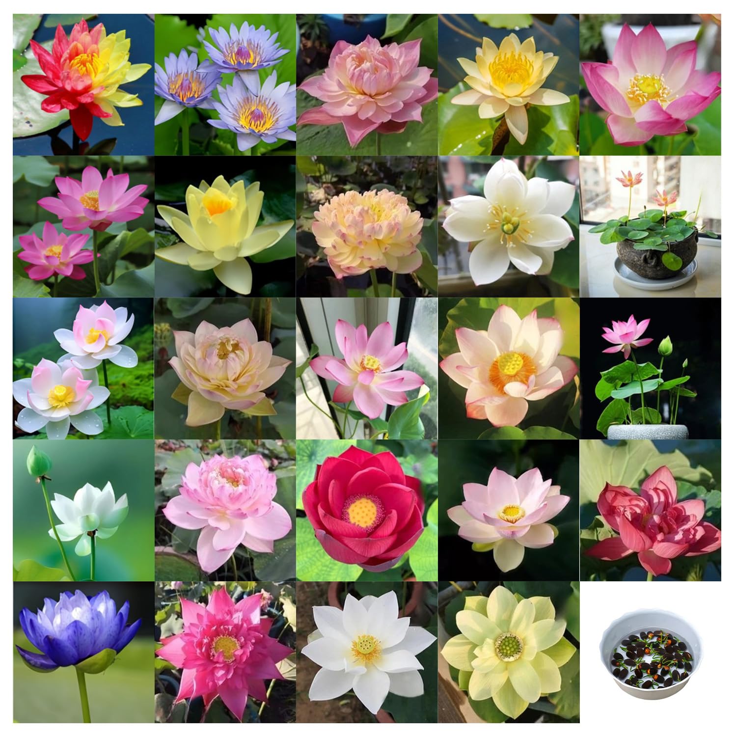 30pcs Bowl Lotus Flower Seeds Multicolor, Mixed Colour Flower Seeds, Beginner-Friendly Water Lotus Planting in Water Bowl Lotus Seed for Kitchen Garden Pond 30pcs (30 pcs)