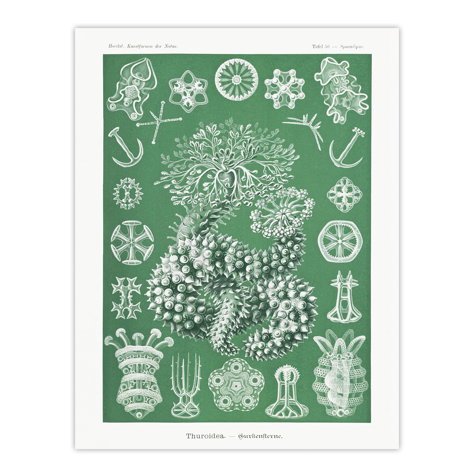 Artery8 Ocean Sea Cucumber Beach Unframed Wall Art Print Poster 12X16 Artwork By Haeckel : Marine Animal Illustration Perfect For Hallway Or Study Expressing Calm Depth And Organic Balance