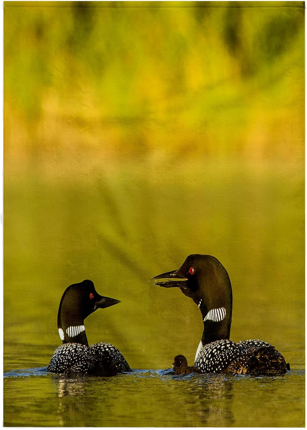3dRose Common Loon Birds, Beaver Lake, Montana, USA - US27 CHA2734 - Chuck Haney 22x30 Bath Hand Pool Towel