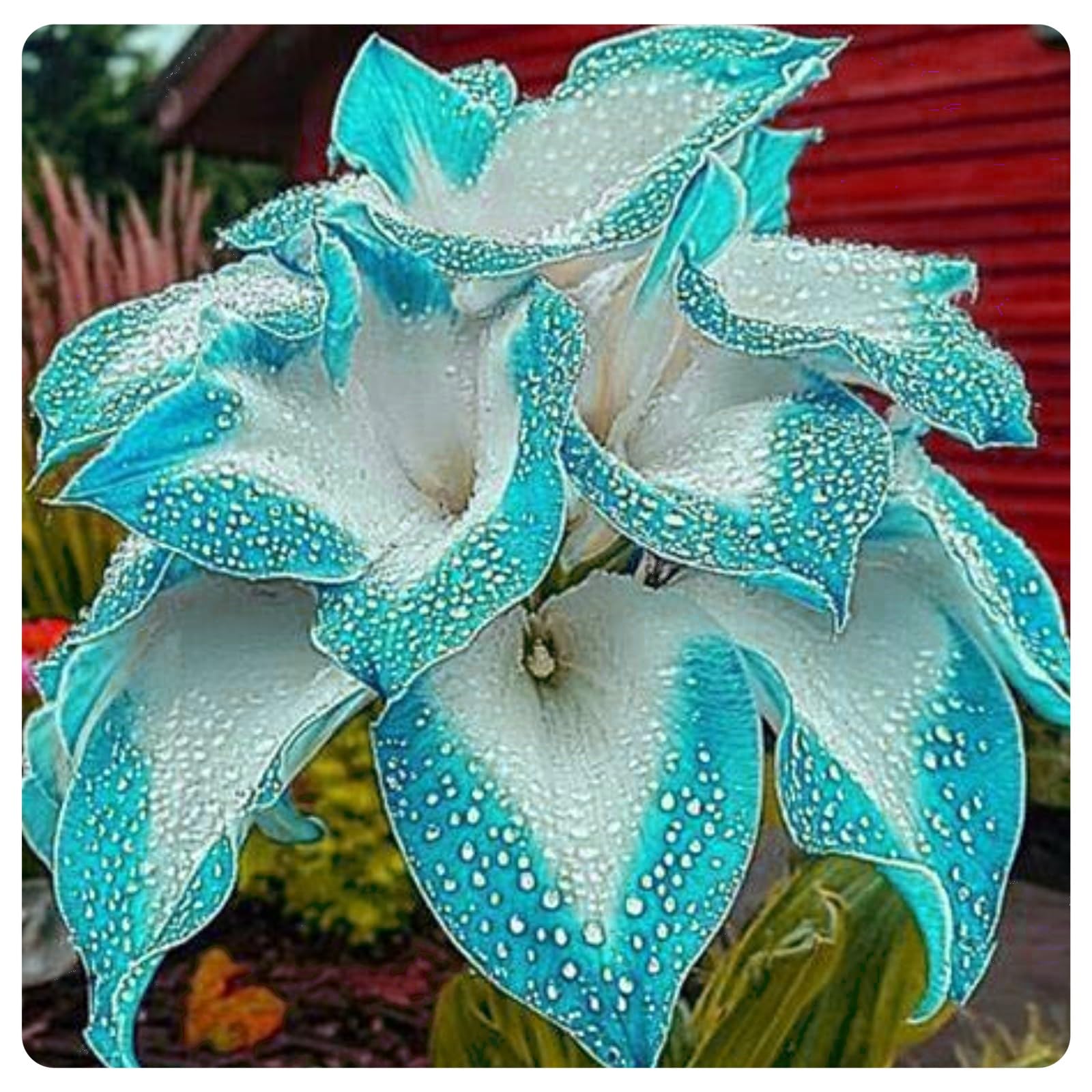 Brilliant Hosta Bulbs Mix for Planting Now UK/Strong Plants That Grow Well/Home Decoration/Professional Planting,Natural Organic/Rapid Growth Stunning Garden Displays.-4bulbs-I