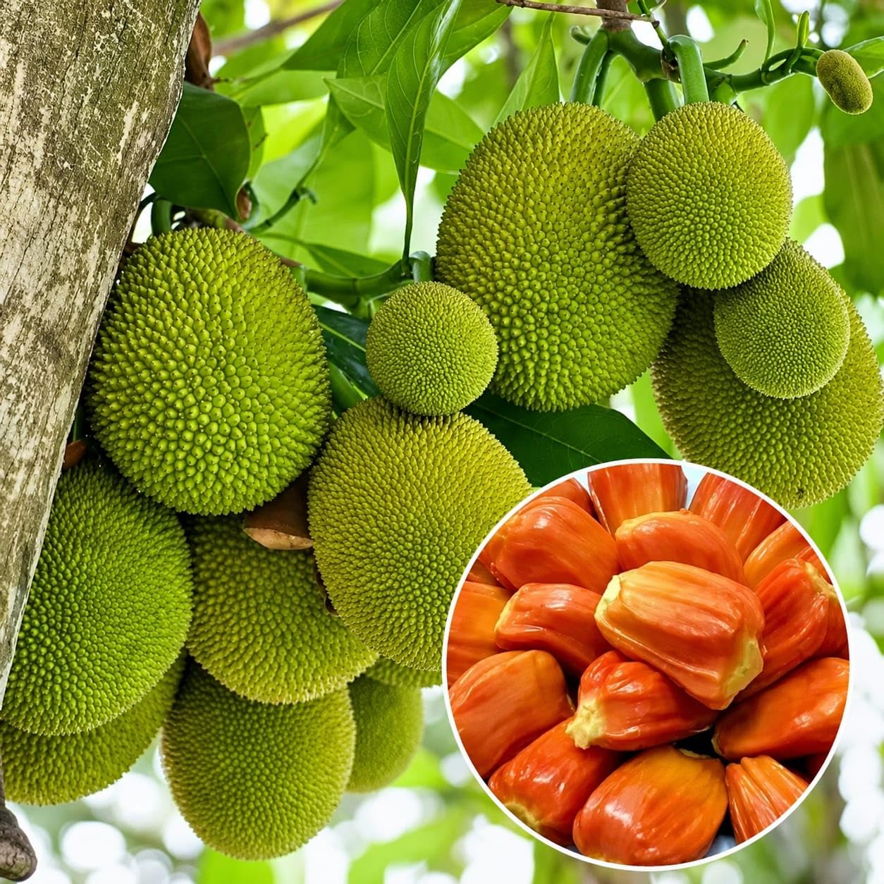 Thai sweet red jack fruit plant (grafted)-picture-33