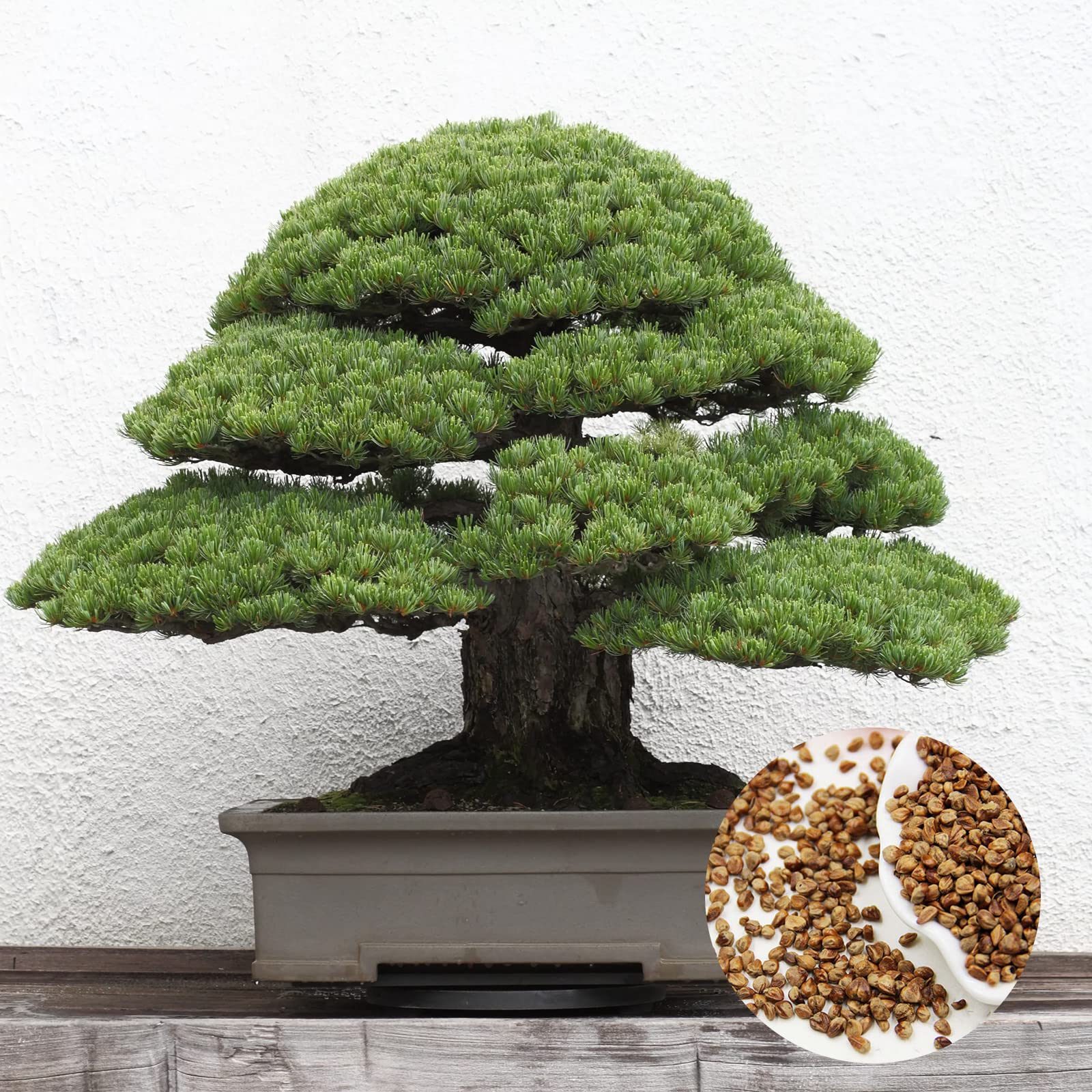 Amazon.com : 180+ Bonsai Tree Seeds Japanese Pine Seeds for