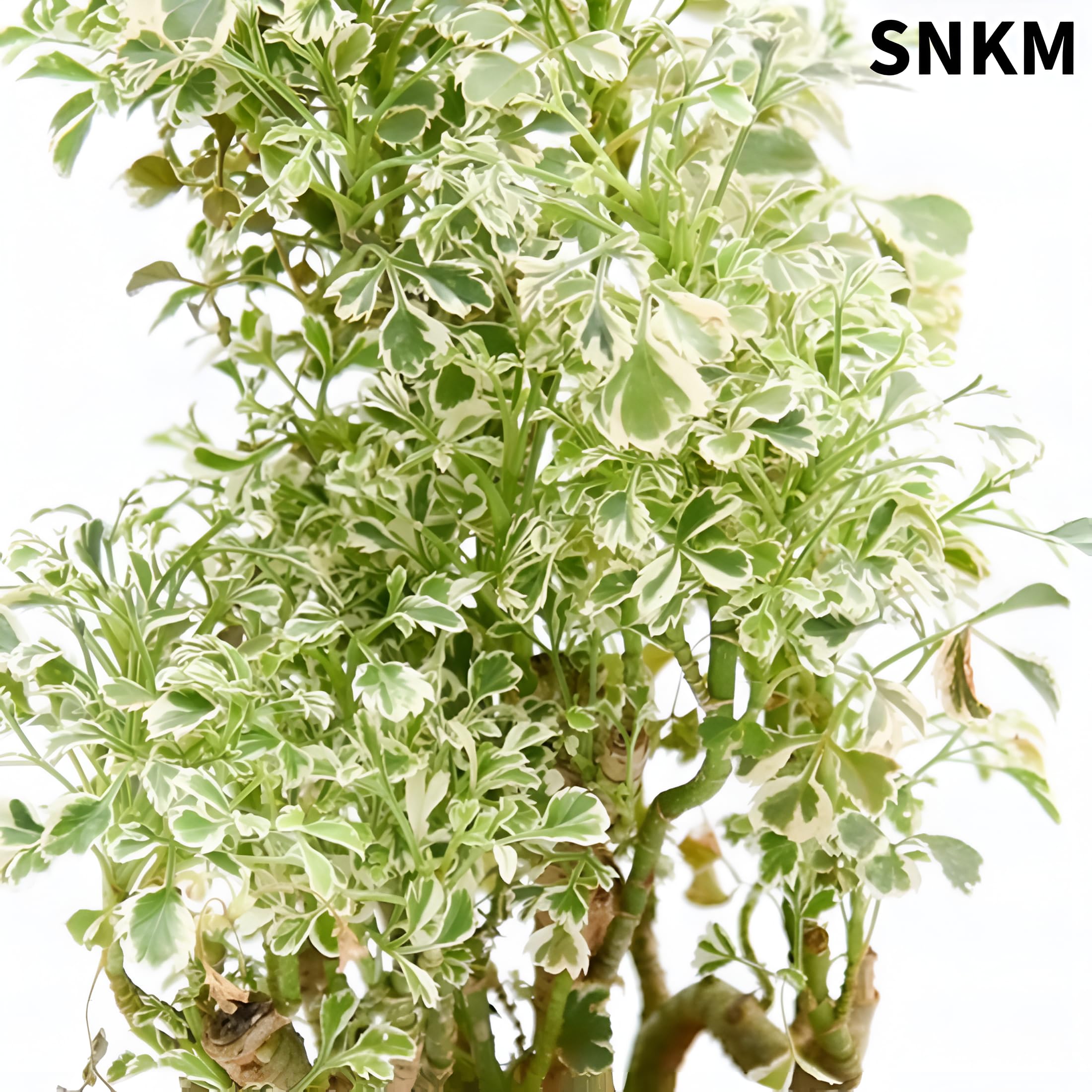 SNKM Aralia Indoor & Outdoor Air Purifying Healthy Live Plant For Office, Table Top, Home Decor (Medium Size, Pack of 1) 1