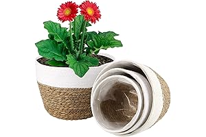 Set of 4 Lined Seagrass Basket Planters for Indoor and Outdoor Use