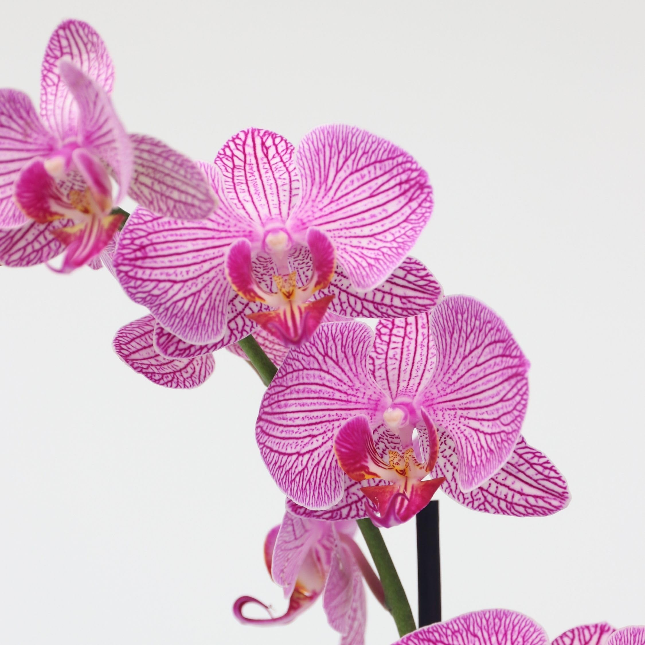 Plant in a Box - Phalaenopsis - Orchidée Pourpre - Plante d'intérieur à fleurs - Aime les chats - Pot 12cm - Hauteur 50-60cm