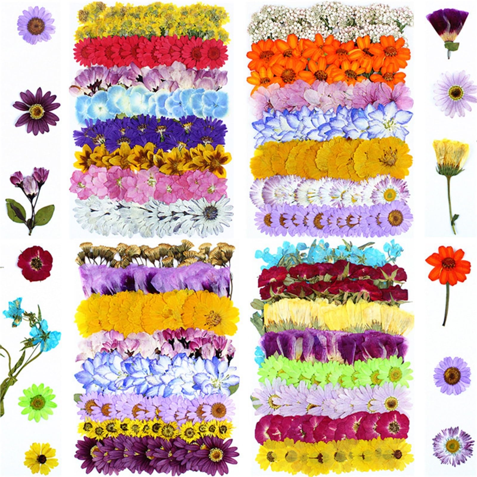 Fiori Pressati ed Essiccati Kit materiale for pressare fiori secchi