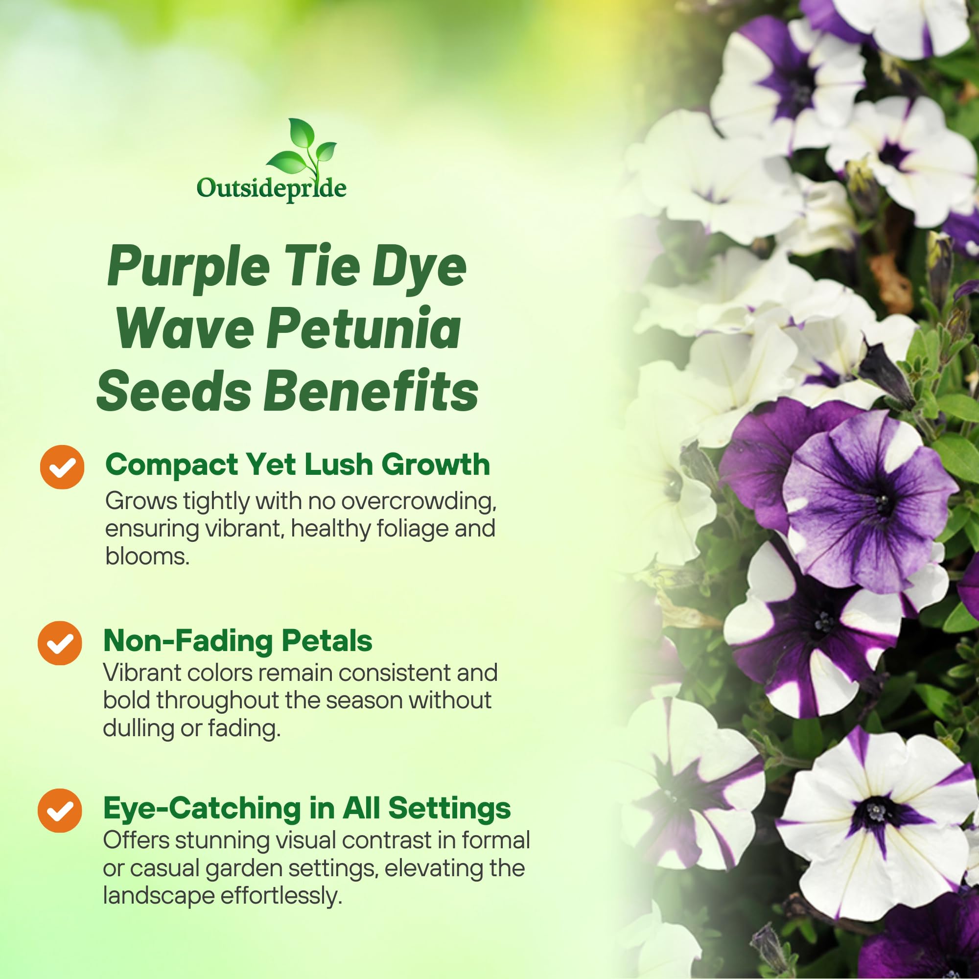 Amazon.com: Outsidepride Purple Tie Dye Shock Wave Petunia