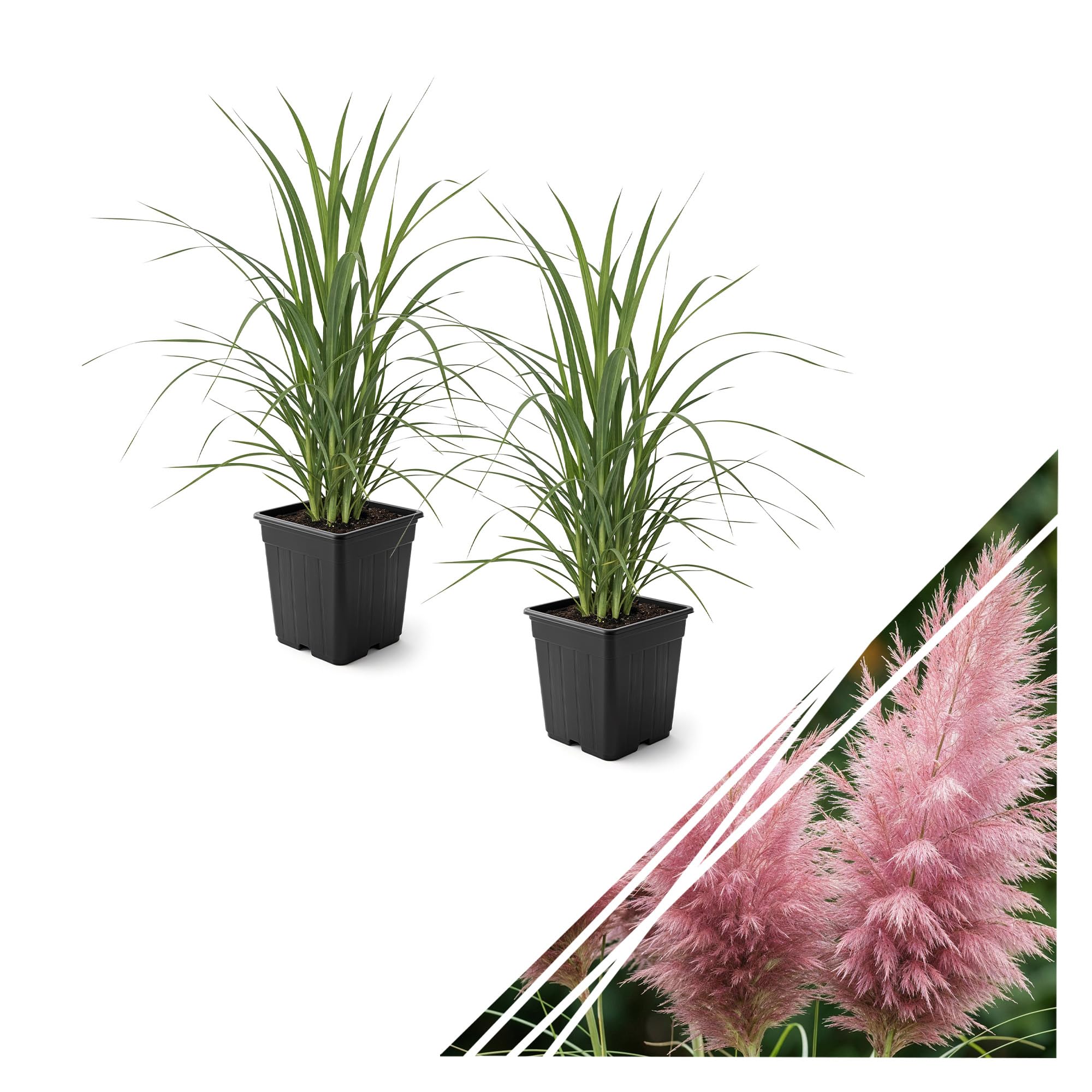 Live Ornamental Pampas Grass Pink