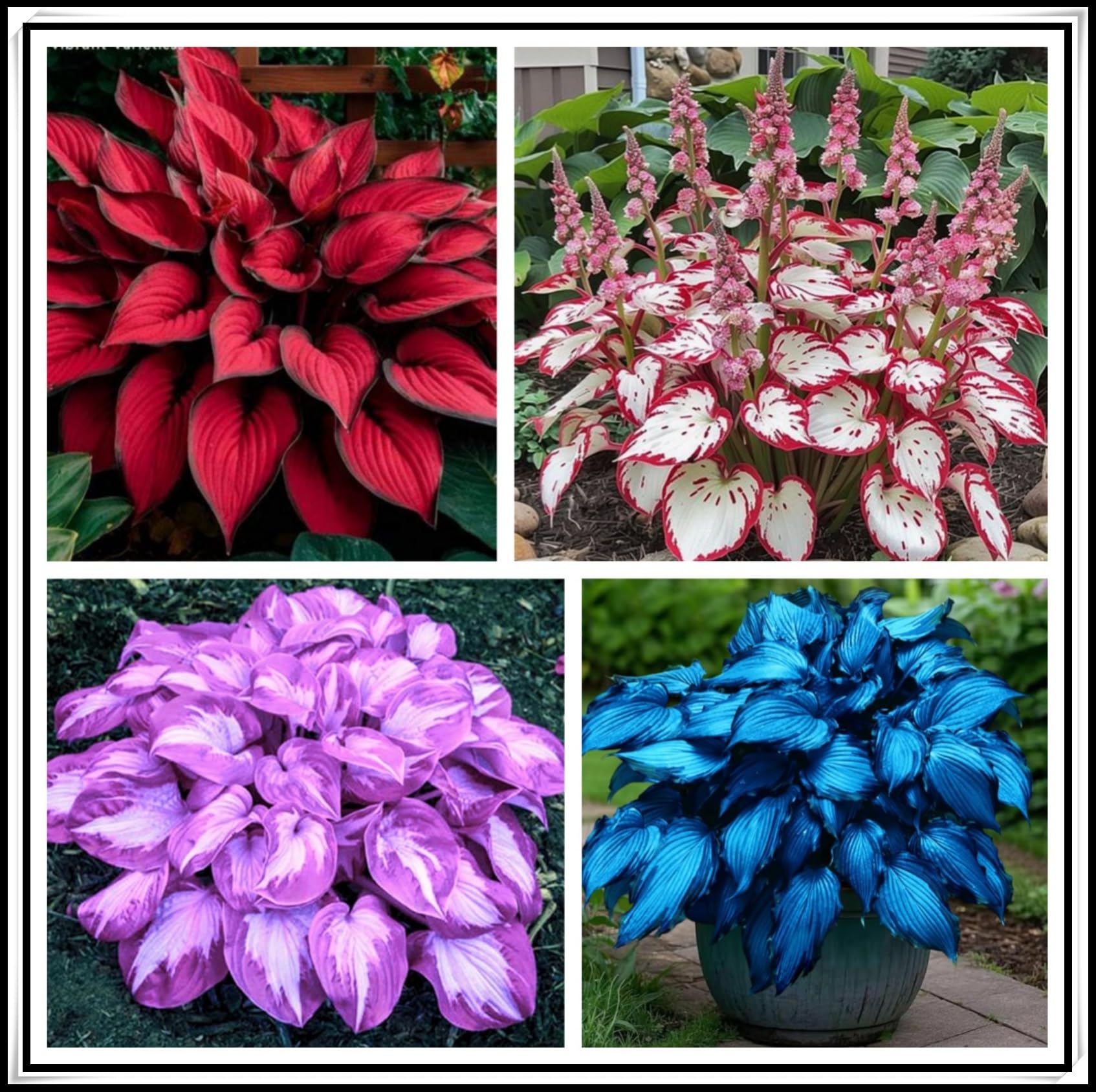 Perennial Hosta Bulbs Mixed, Fast Growing Low Maintenance, Spring & Autumn Planting for Garden Landscaping, Excellent Display-6 Bulbs-A