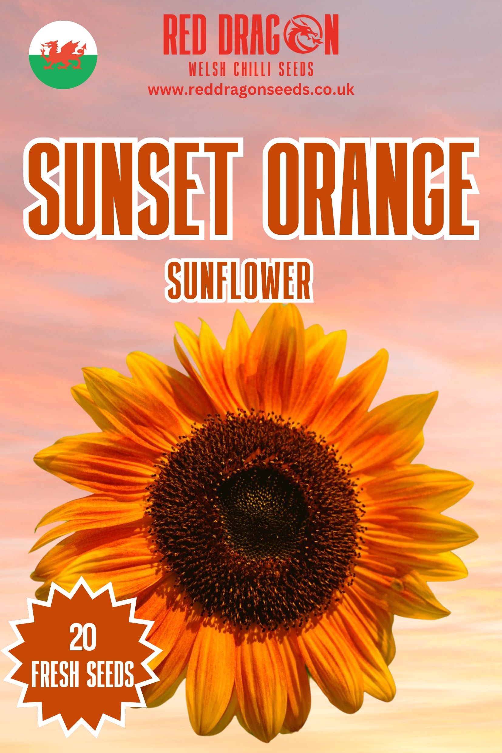Sunset Orange Sunflower - 20 Fresh Sunset Orange Sunflower Seeds โ image 1