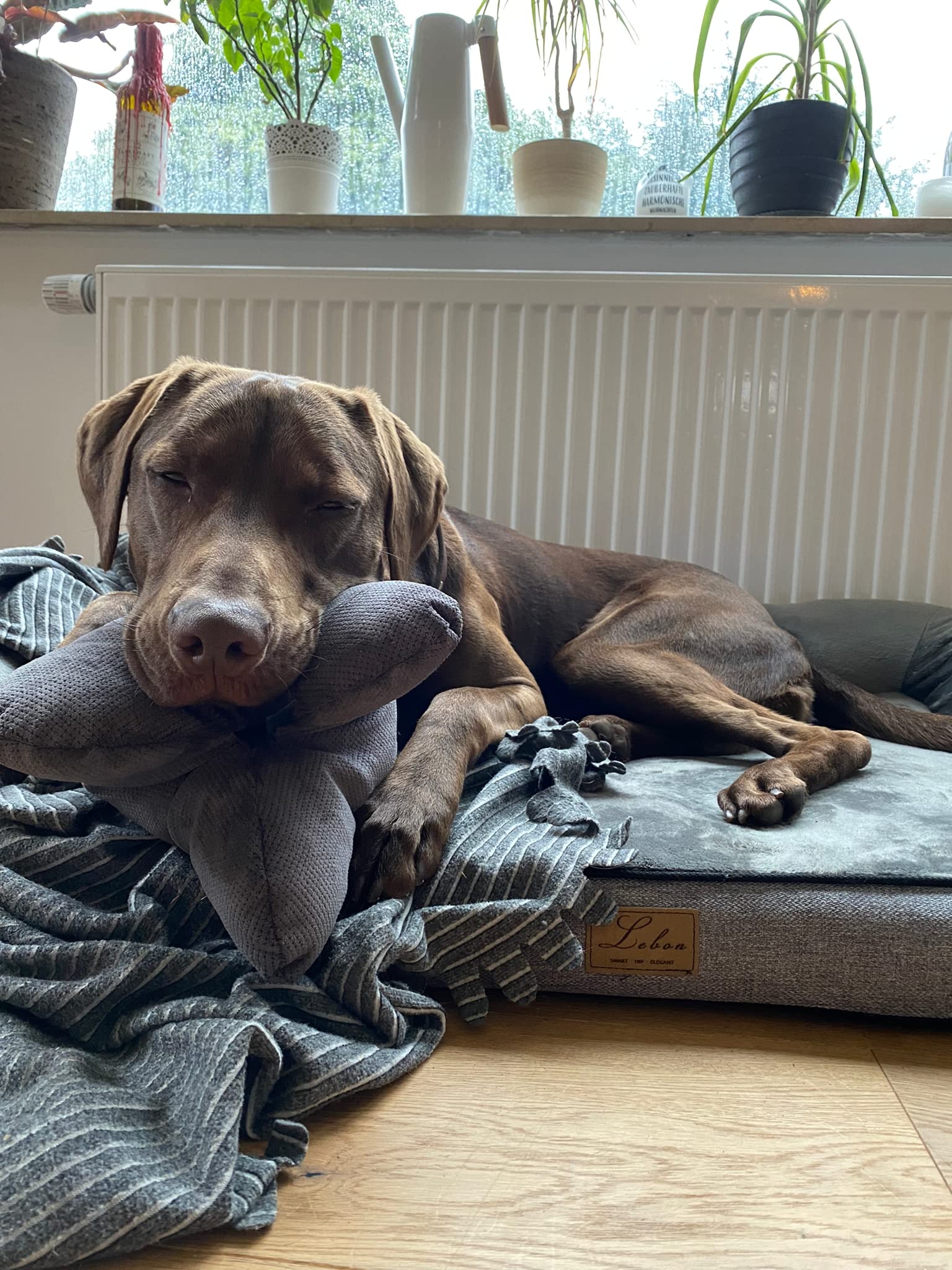 Lebon - Cruto XL - Hundekissen Kopfkissen - Zum entspannen und Spielen Made in EU