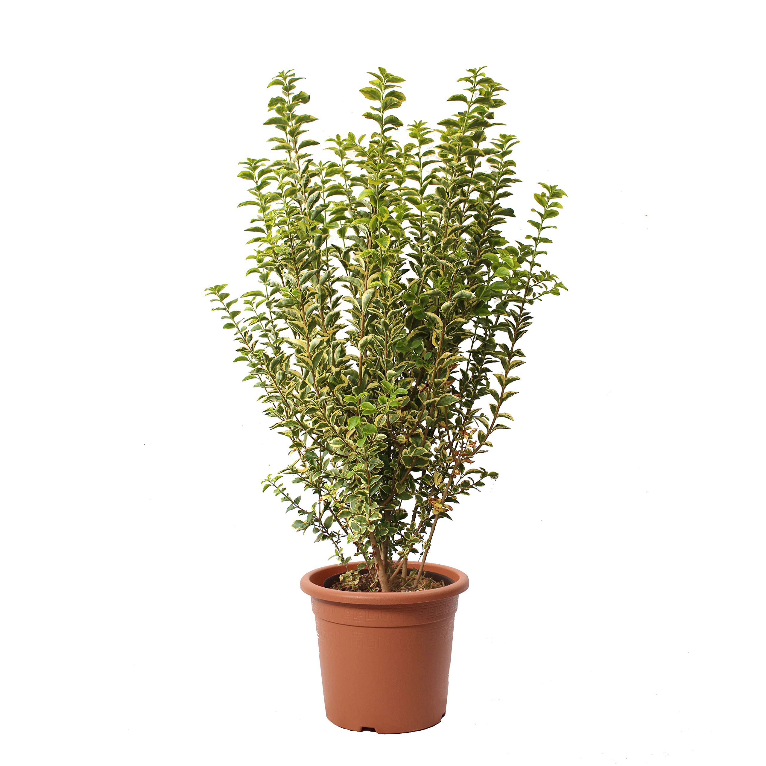 KENTIS - Ligustrum Japonicum Ovalifolium Aurea - Troène - Vraies plantes de haie - Plante de balcon de jardin extérieur - H 80-100 cm Pot de Culture Ø 24 cm