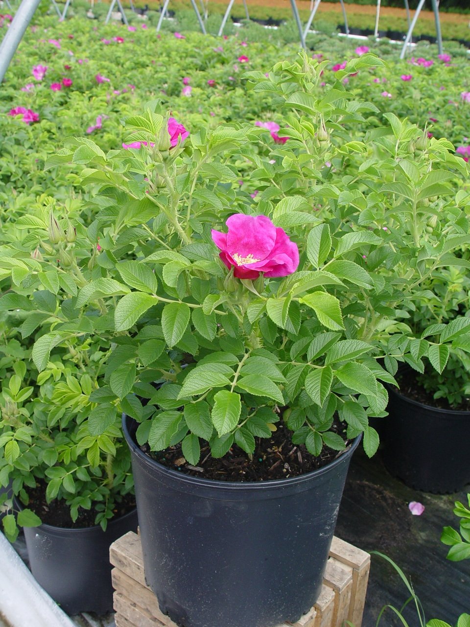 Amazon.com: Rosa rugosa (Rugosa Rose) Rose, pink flowers, #3