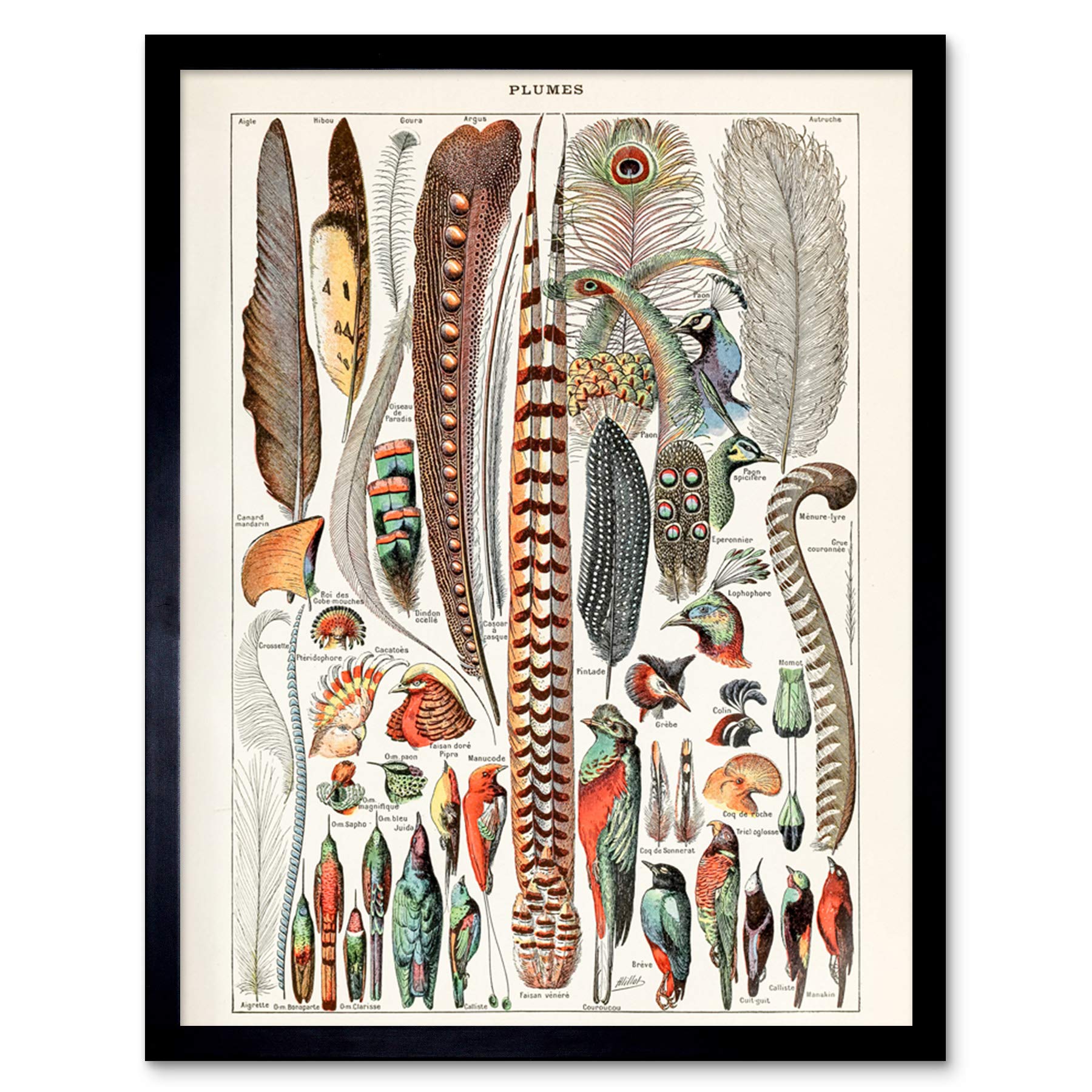 Artery8 Millot Encyclopedia Page Molluscs Shells Art Print Framed Poster Wall Decor 12x16 inch — view 63