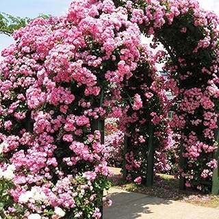 Rosal trepador de color rosa - rosal trepador resistente y fragante - planta para enrejado en contenedor de plantas de primera calidad-300 semillas