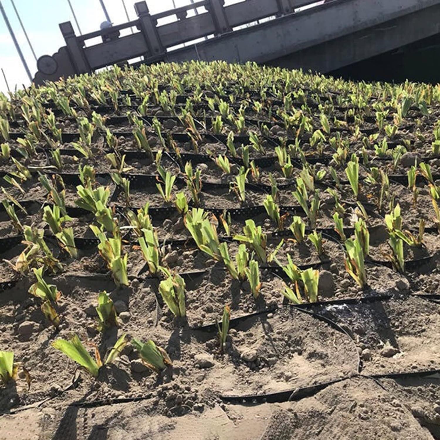 Amazon.co.jp: ジオグリッド砂利グリッド 2 インチ ジオセル グラウンド グリッド、HDPE ジオ グリッド グラウンド グラベル  グリッド、ジオグリッド ドライブウェイ、透過性ペーバー システム 地盤安定化グリッド ジオセル 駐車場造園用透過性ペーバー (Color : W X  L ... グラベルグランドグリッド 厚さ2インチのジオグリッド私道安定化グリッド、滑り止めジオセルグリッド 駐車場造園用 (Size : 4m