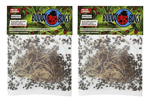 Buddy Bugs 3000 Mariquitas vivas prealimentadas para el control de pulgones Hippodamia Convergens Entrega en vivo garantizada