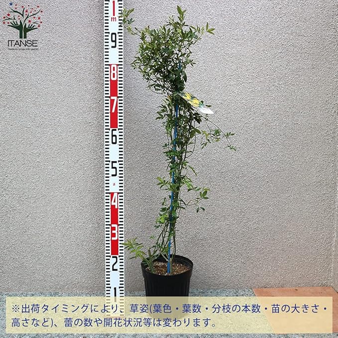 Amazon Co Jp 薔薇苗 モッコウバラ 八重咲き黄花 6号 品種で選べる薔薇苗 八重咲き黄花 6号 花木 多年草 宿根草は開花時期以外は 剪定後の花の無い葉だけの状態 または地上部の無い状態で出荷致します 常緑とされていますがある程度落葉します 秋から3月頃 Amazon Co Jp 薔薇苗 モッコウバラ 八重咲き黄花 6号 品種で選べる薔薇苗 八重咲き黄花 6号 花木 多年草 宿根草は開花時期以外は 剪定後の花の無い葉だけの状態 または地上部の無い状態で出荷致します 常緑とされていますがある程度落葉します 秋から3月頃