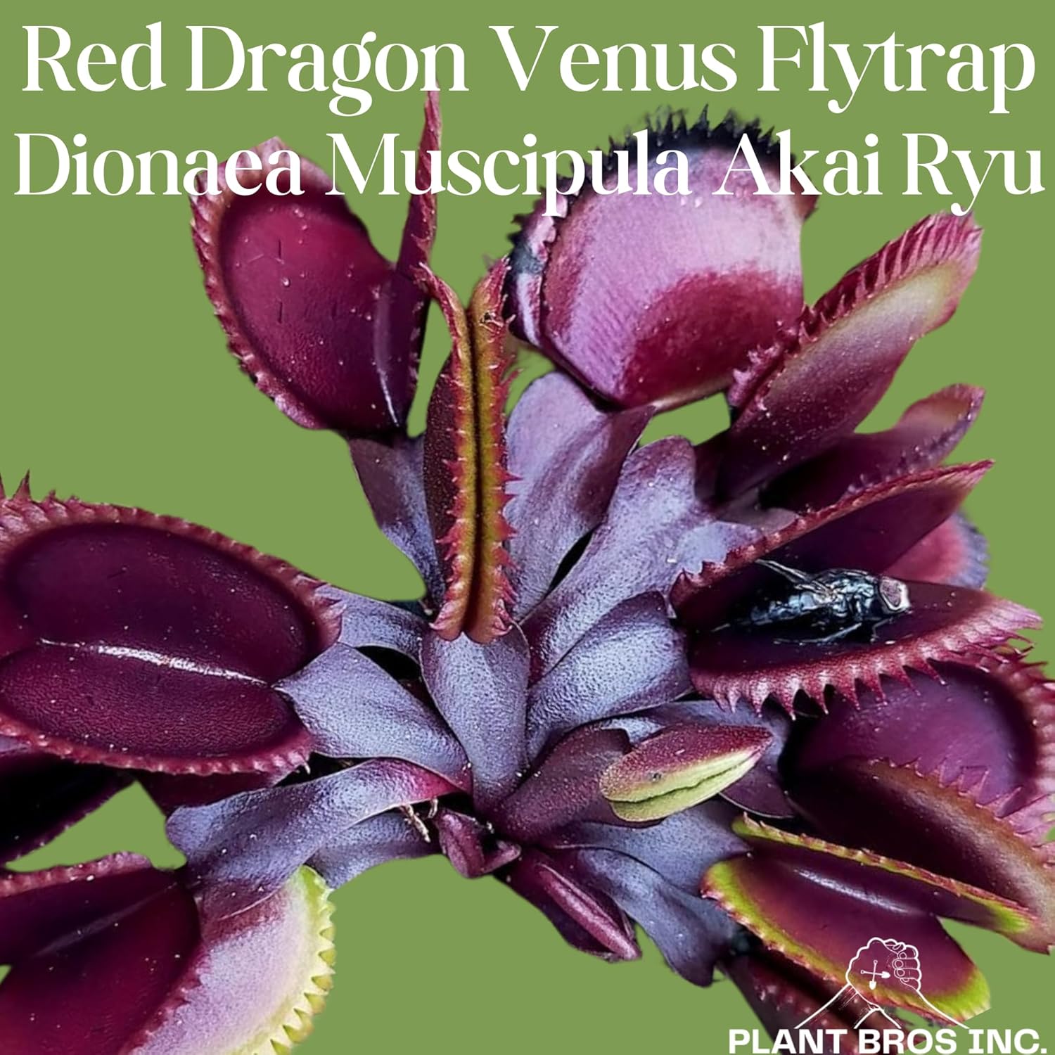 Venus atrapamoscas del dragón rojo vivo (Akai Ryu) Dionaea Muscipula de ...