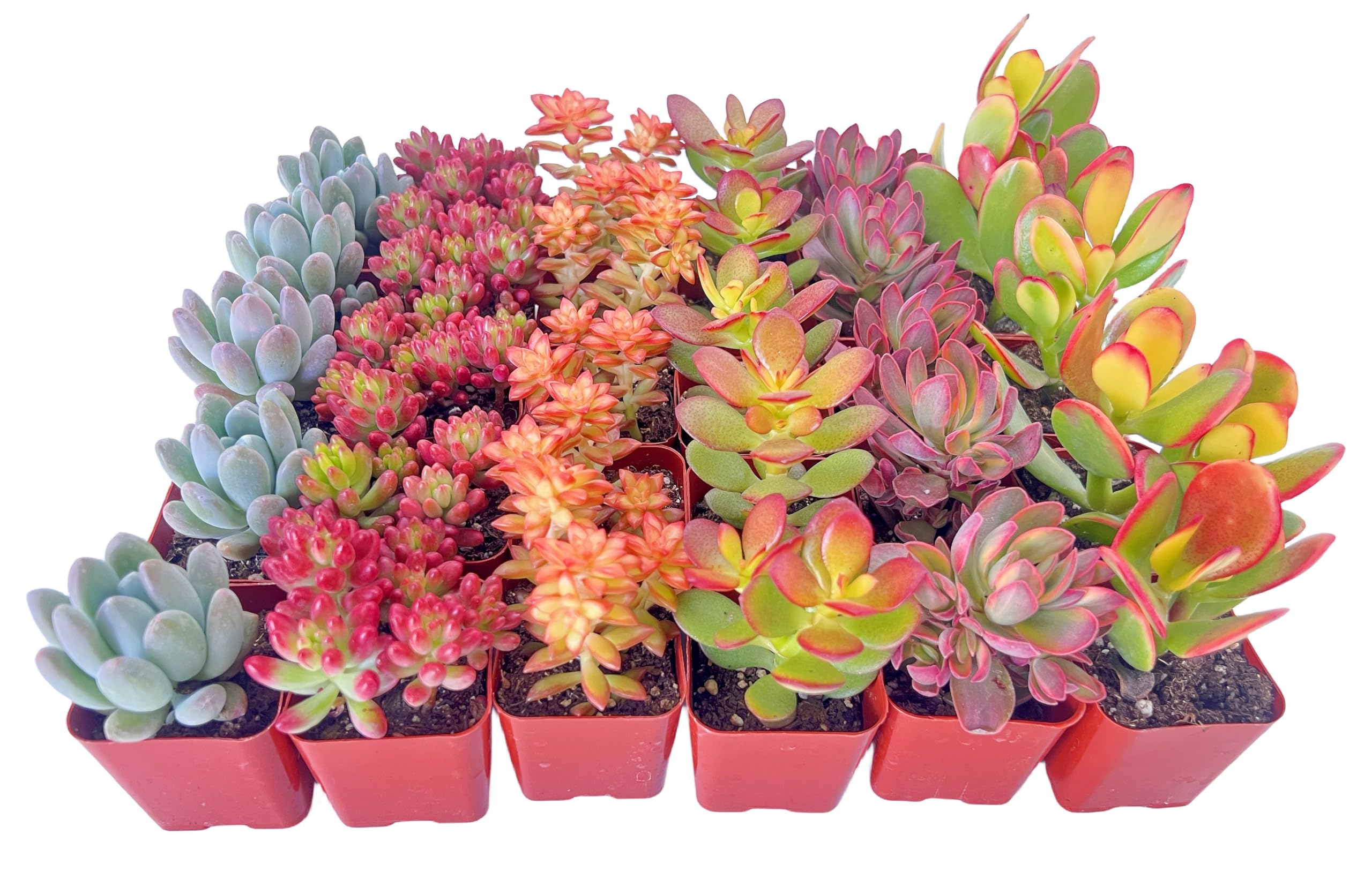 Sprout N Green 30 Pack Assorted Succulents Plants Live, Including Jade Succulents, Rare Home Plants for Indoor House Home Garden Wedding Decor Party Favor