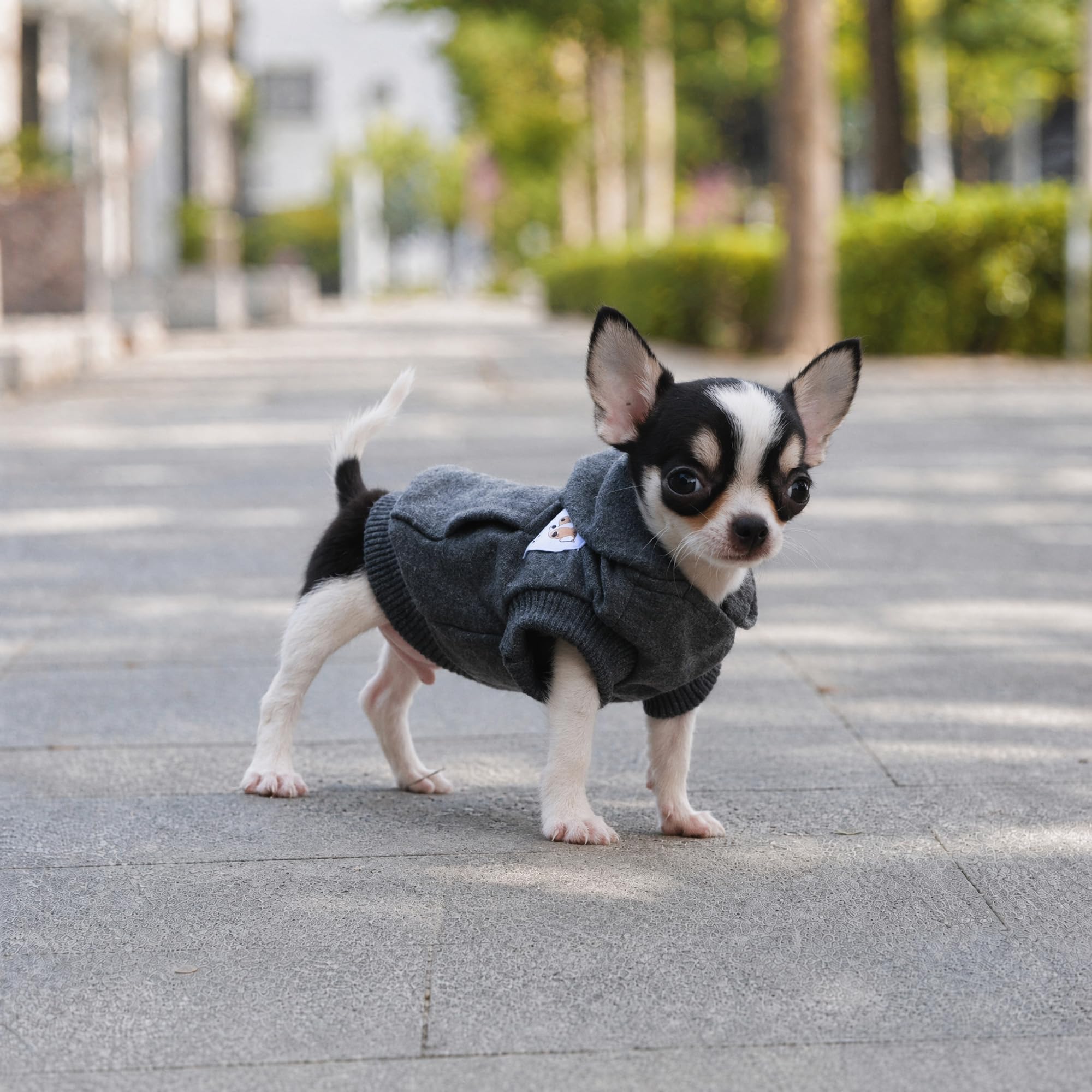 LOPHIPETS Hunde-Kapuzenpullover aus Baumwolle für kleine Hunde, Chihuahua, Welpenkleidung, kaltes Wetter, Anthrazit/Größe XXS