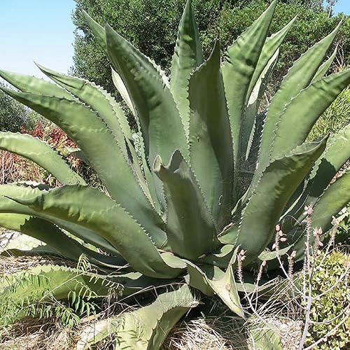 Miniatura 2 de CHUXAY GARDEN Agave Salmiana, Semilla de Agave Ferox, Maguey Pulquero, Maguey Verde 50 Semillas Hierba Verde Plantas Suculentas Exóticas Resistentes