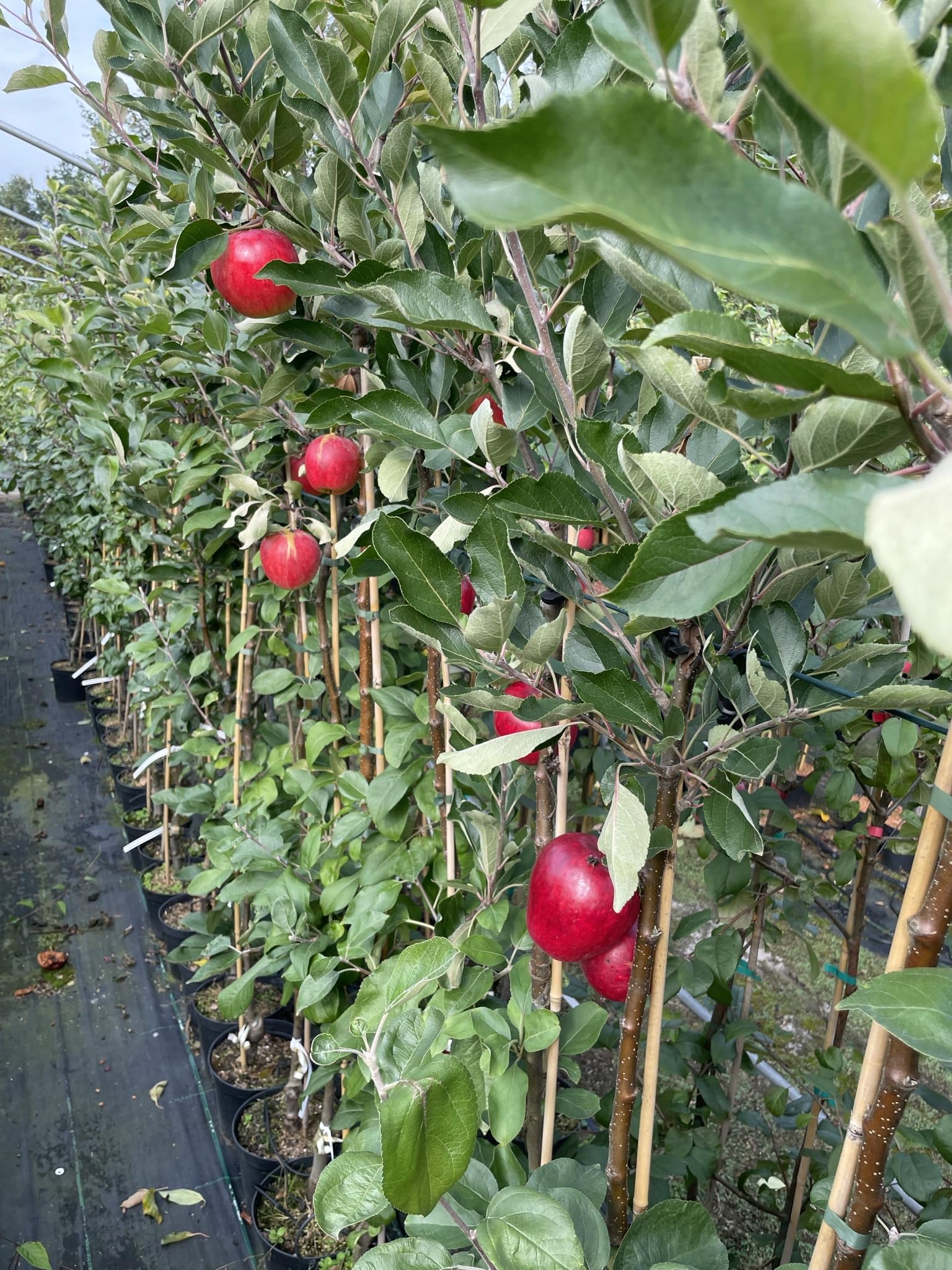 Apfel Sommerapfel Katja. Apfelbaum ca.160/180 cm, Tafelapfel