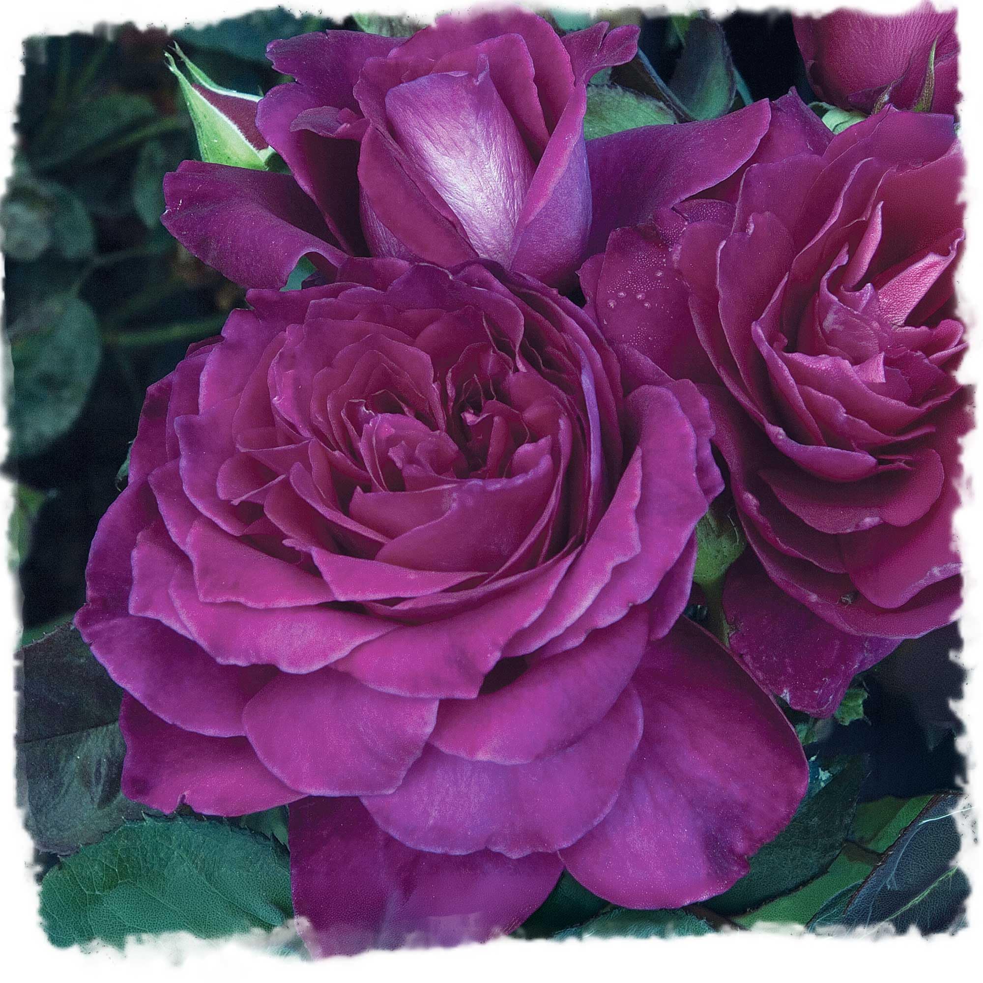 Intrigue Reblooming Hybrid Tea Rose