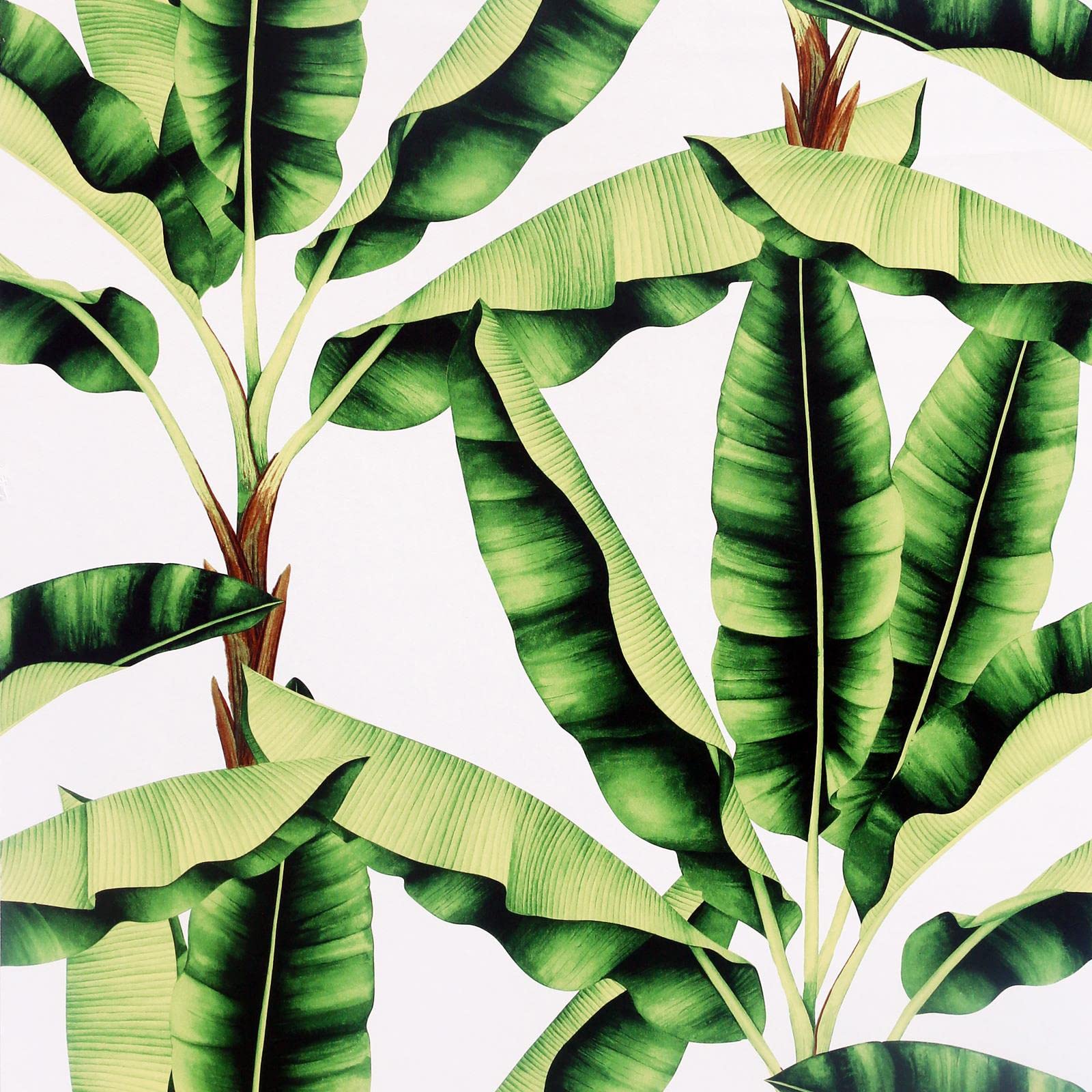 Arthouse Musa Leaf Green Wallpaper 909604