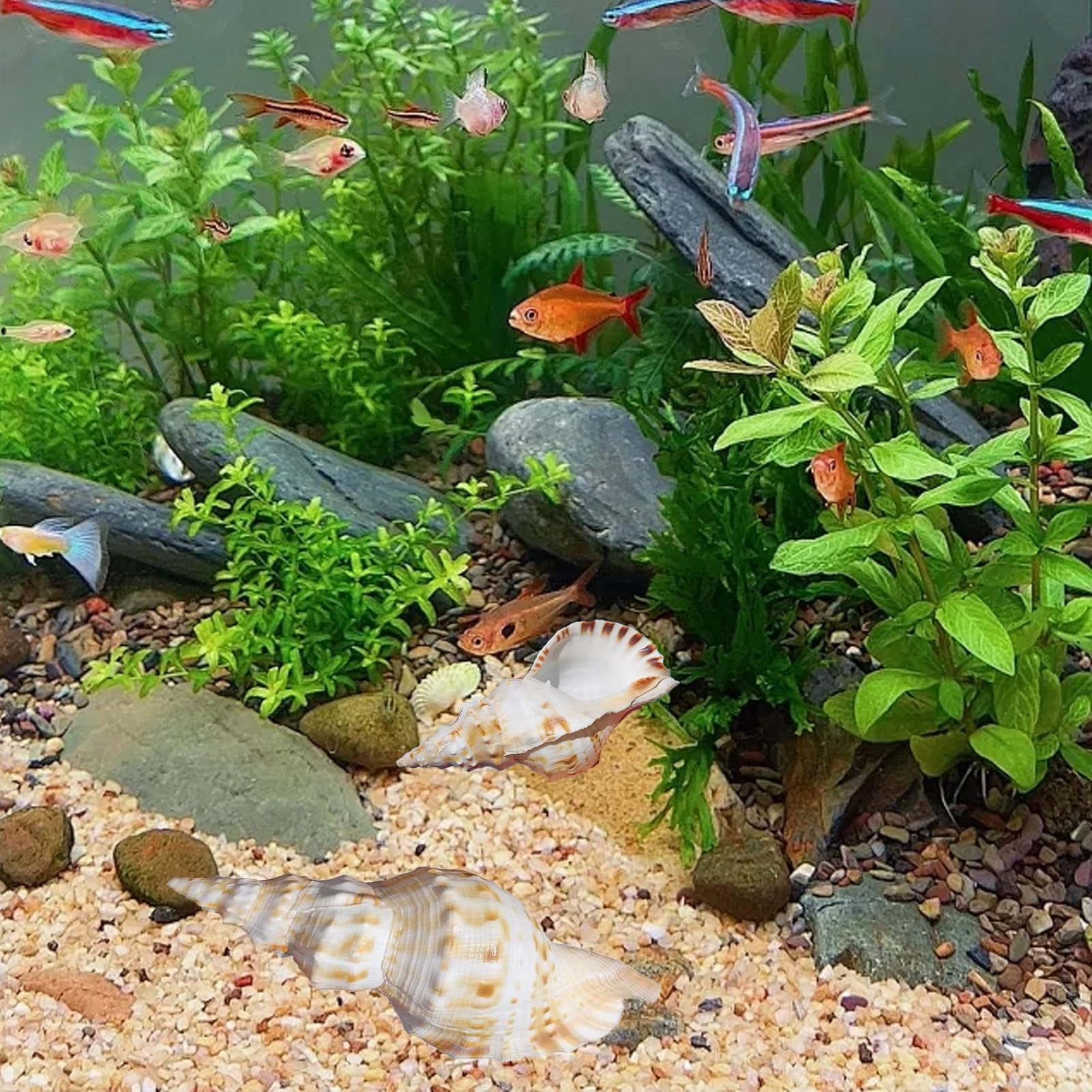 Grande conchiglia decorativa per la casa, decorazione per acquario, collezionista fai da te per vasi, accessorio a tema spiaggia per matrimoni