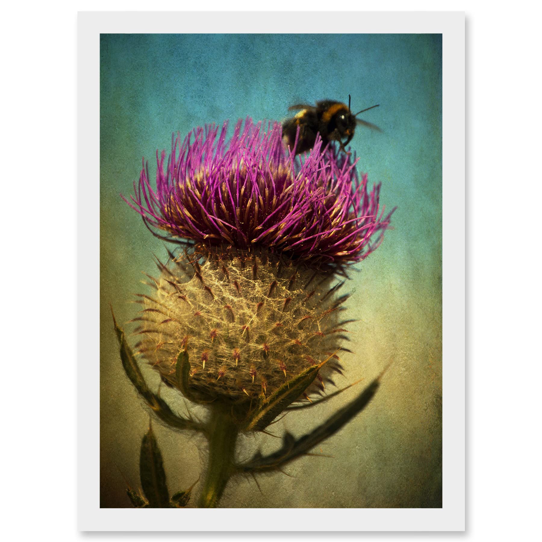 Artery8 Photo Bumble Bee Thistle Flower Scotland Picture A4 Artwork Framed Wall Art Print