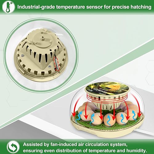 Miniatura 6 de WYD2ANG Incubadoras inteligentes de pollo para incubar huevos con volteador automático, aves, pato, codorniz, incubadora de 12 huevos, pantalla de