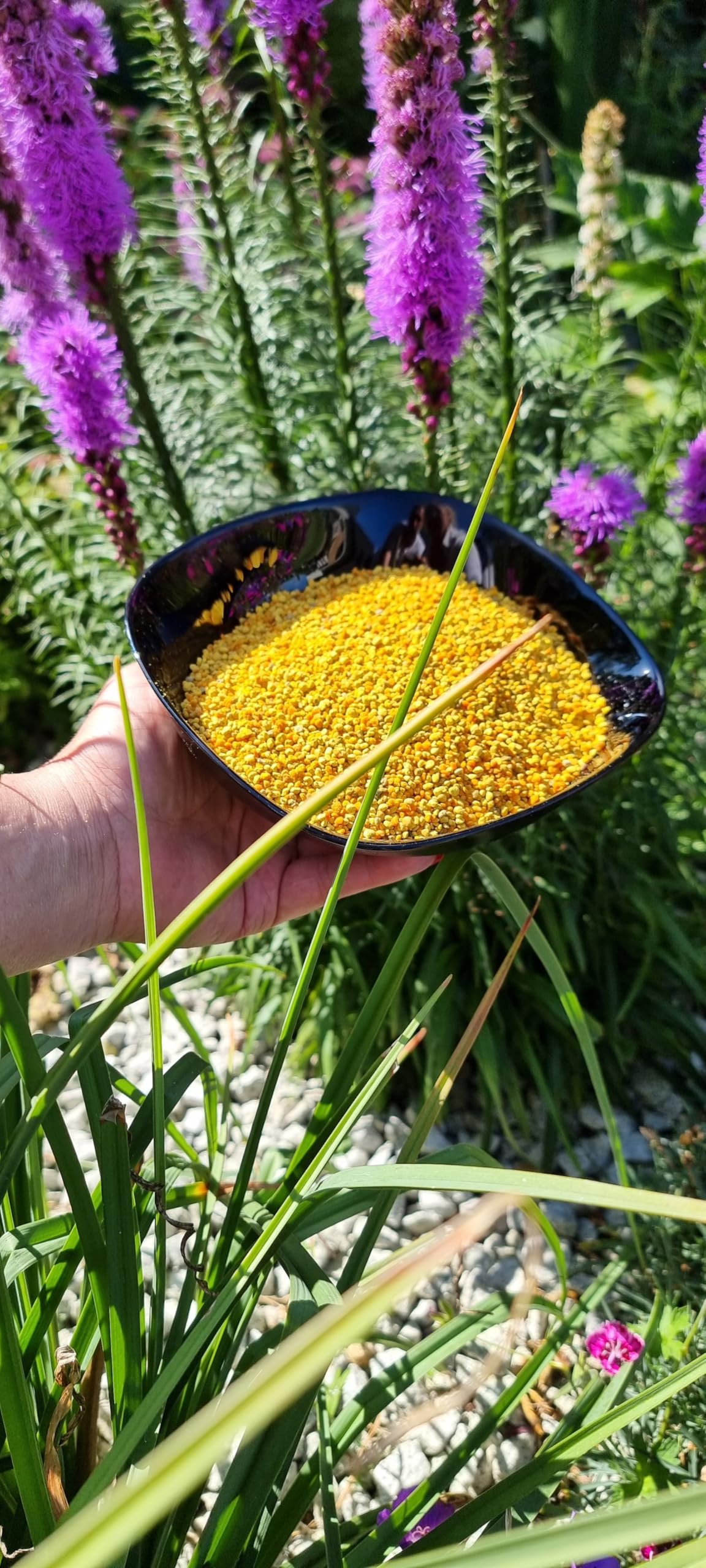Natural Food Blütenpollen - Bienenpollen 5 kg aus Europa - PREMIUM - Natürlich, roh, ohne Zusatzstoffe - Natürliche Pollen von reinen europäischen Wiesen - Gemacht von Bienen