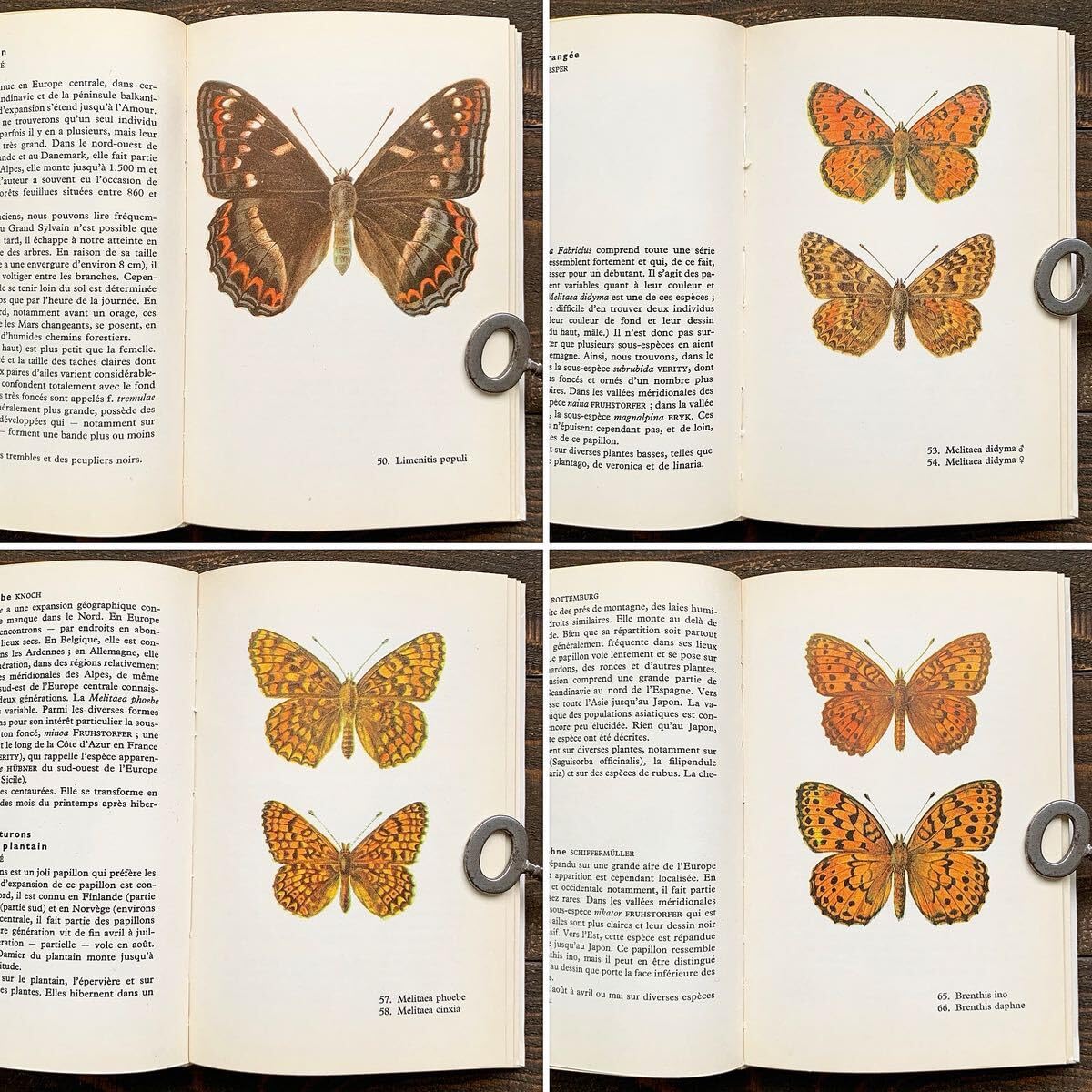 美しい蝶々の絵]チェコの古い蝶々図鑑(1949年)/ヴィンテージ 昆虫図鑑 /