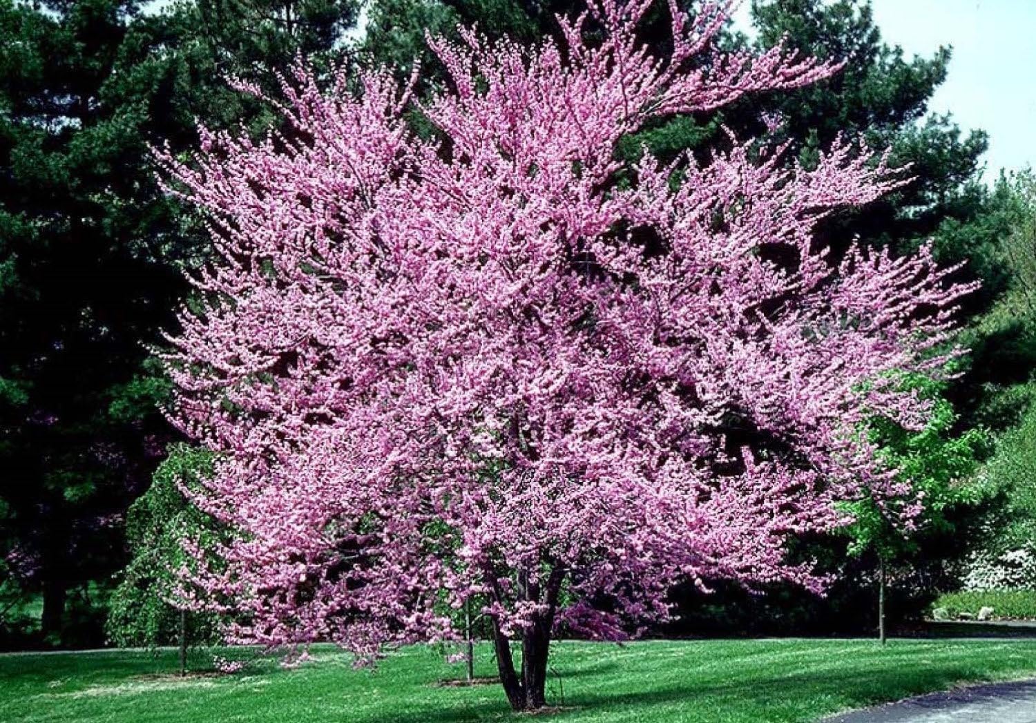 Eastern Redbud 3 Year Old Tree (Cercis Canadensis) Plant 24-36" Tall