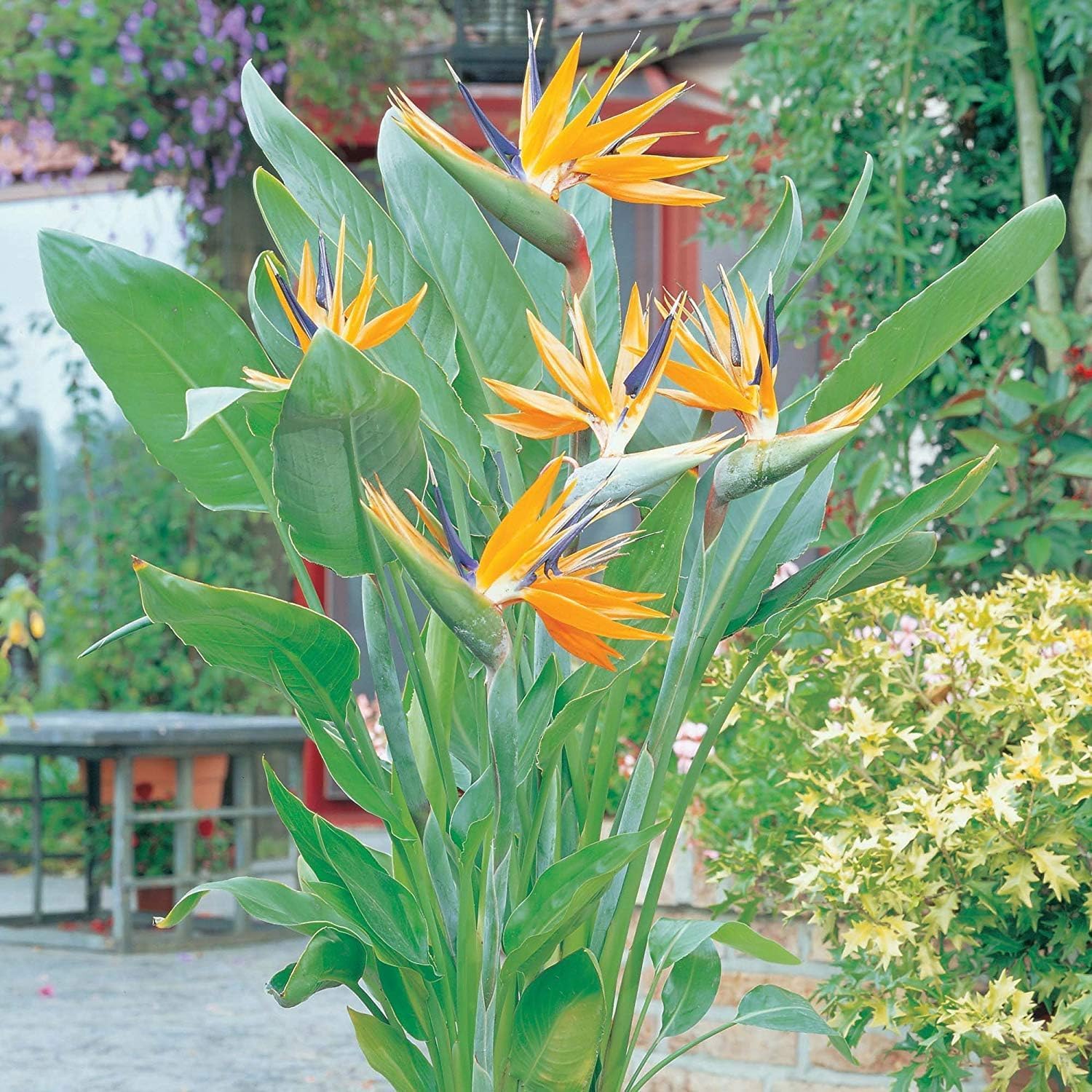 Bird of Paradise Orange Crane Flower Seeds, Strelitzia Reginae, 10