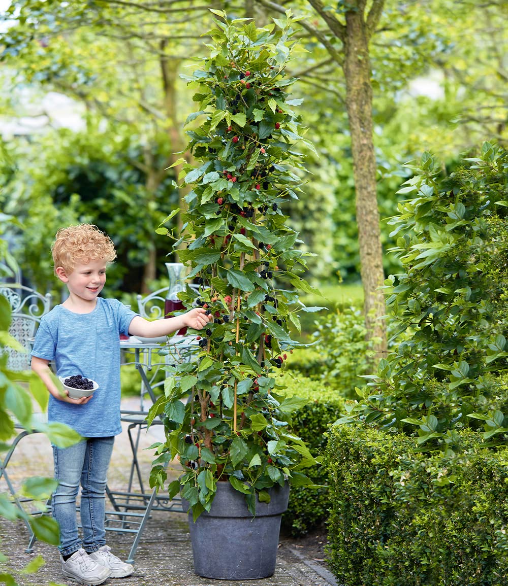 BALDUR Garten 1x Maulbeere BonBon Berry®, Pflanze im 13 cm-Topf, Morus rotundiloba, Mojobeere, Beerenobst, selbstfruchtend, trägt im ersten Jahr Früchte, winterhart, mehrjährig