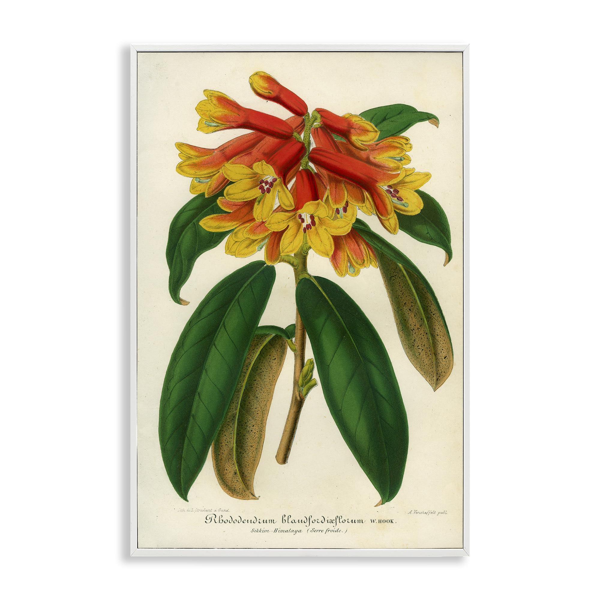 'Orange Yellow Rhododendron'| Framed Giclee Art
