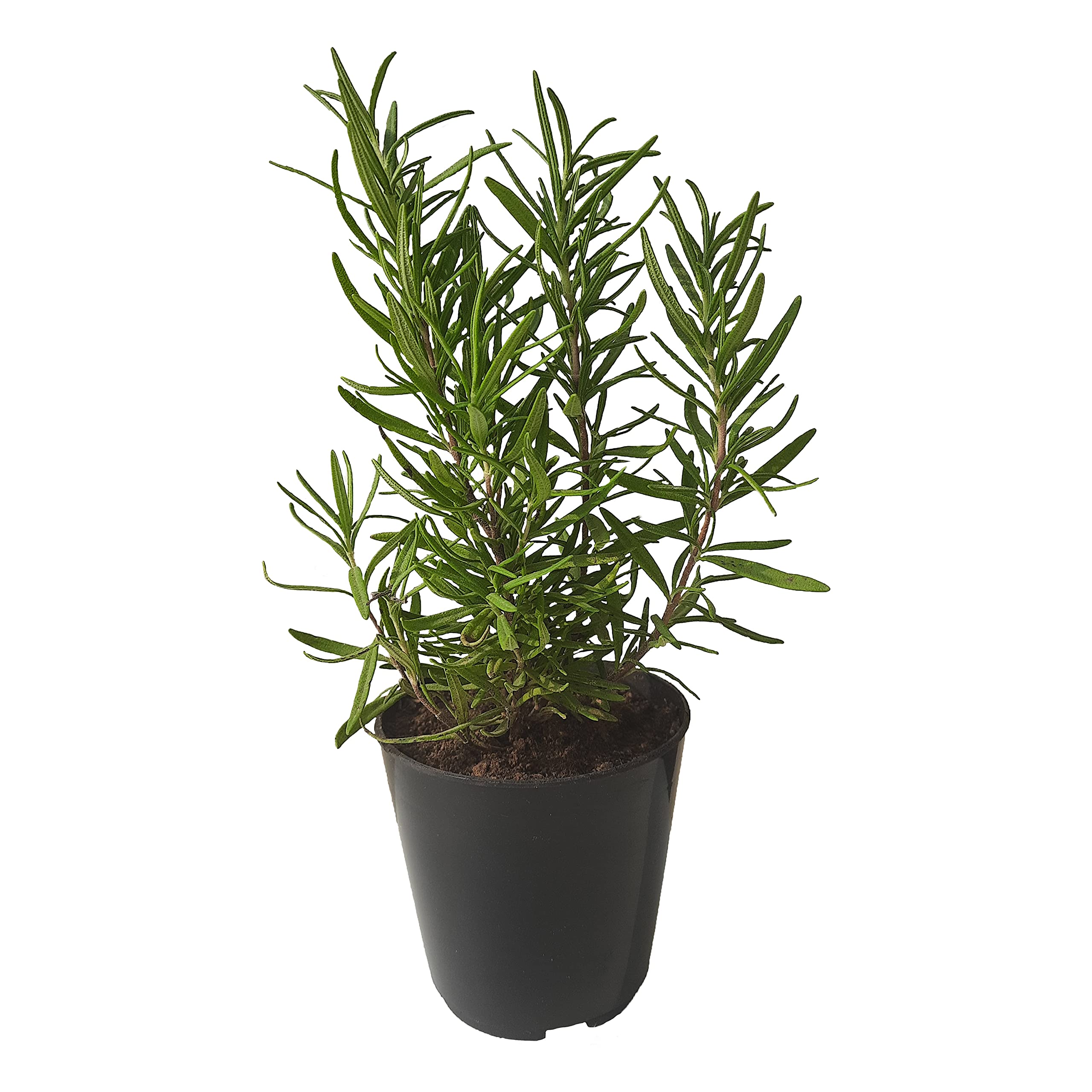 See full amazon price history chart for HN Organics Rosemary Plant With Black Nursery Pot | Herb plant for Outdoor Kitchen Garden HN Organics Rosemary Plant With Black Nursery Pot | Herb plant for Outdoor Kitchen Garden (B09L6WST2Y) Amazon Price History, Amazon Price Tracker